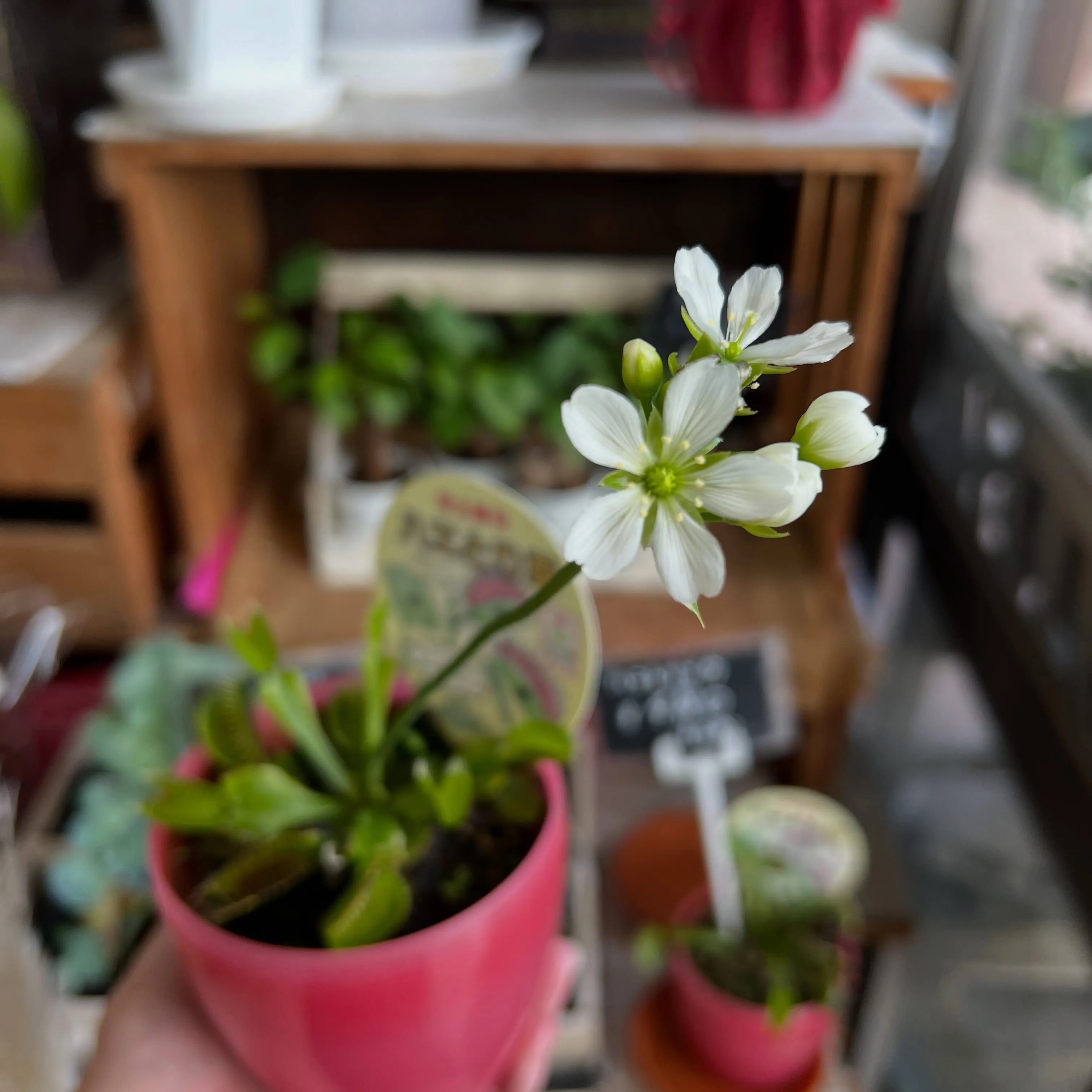 食虫植物｜藤井寺市の花屋