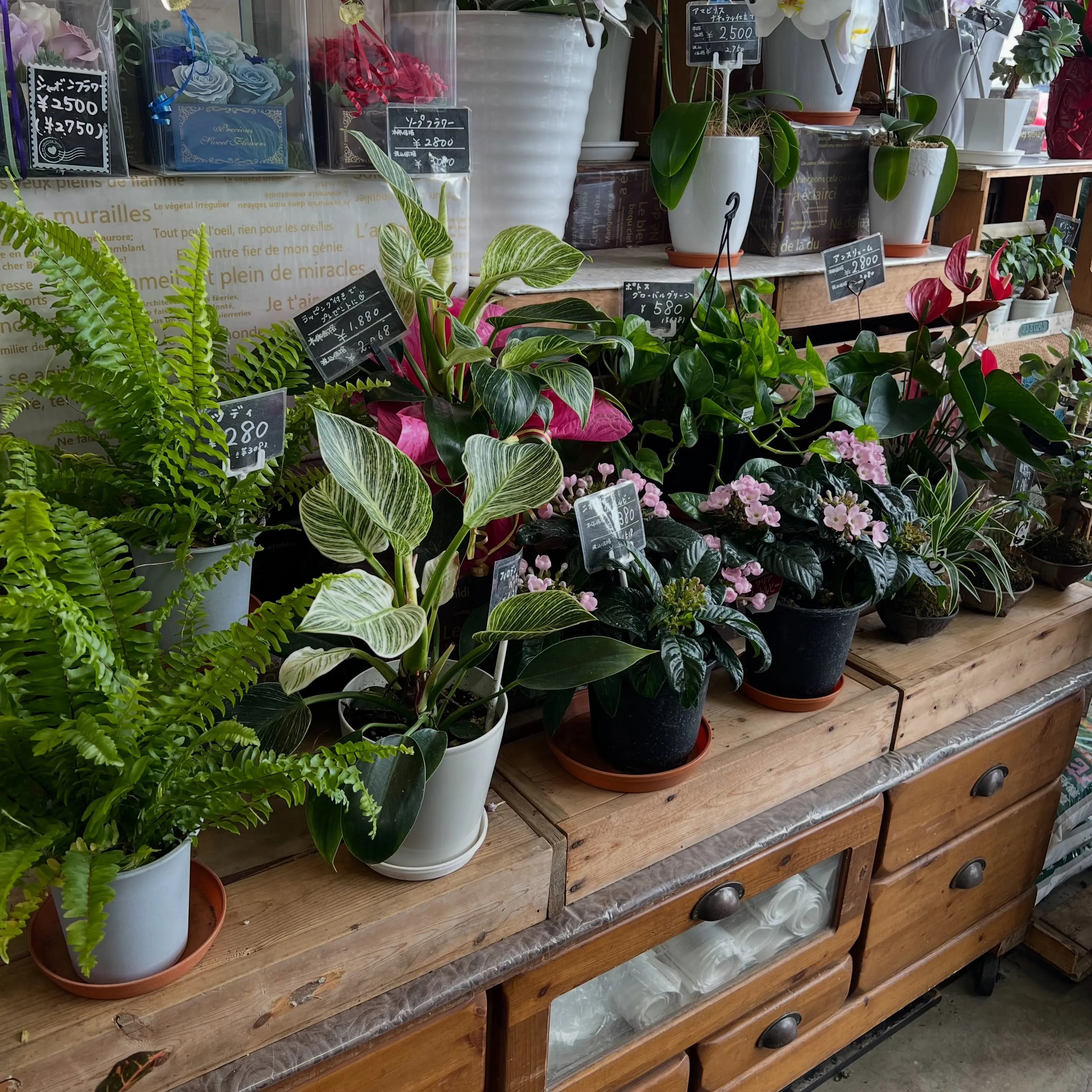 食虫植物｜藤井寺市の花屋