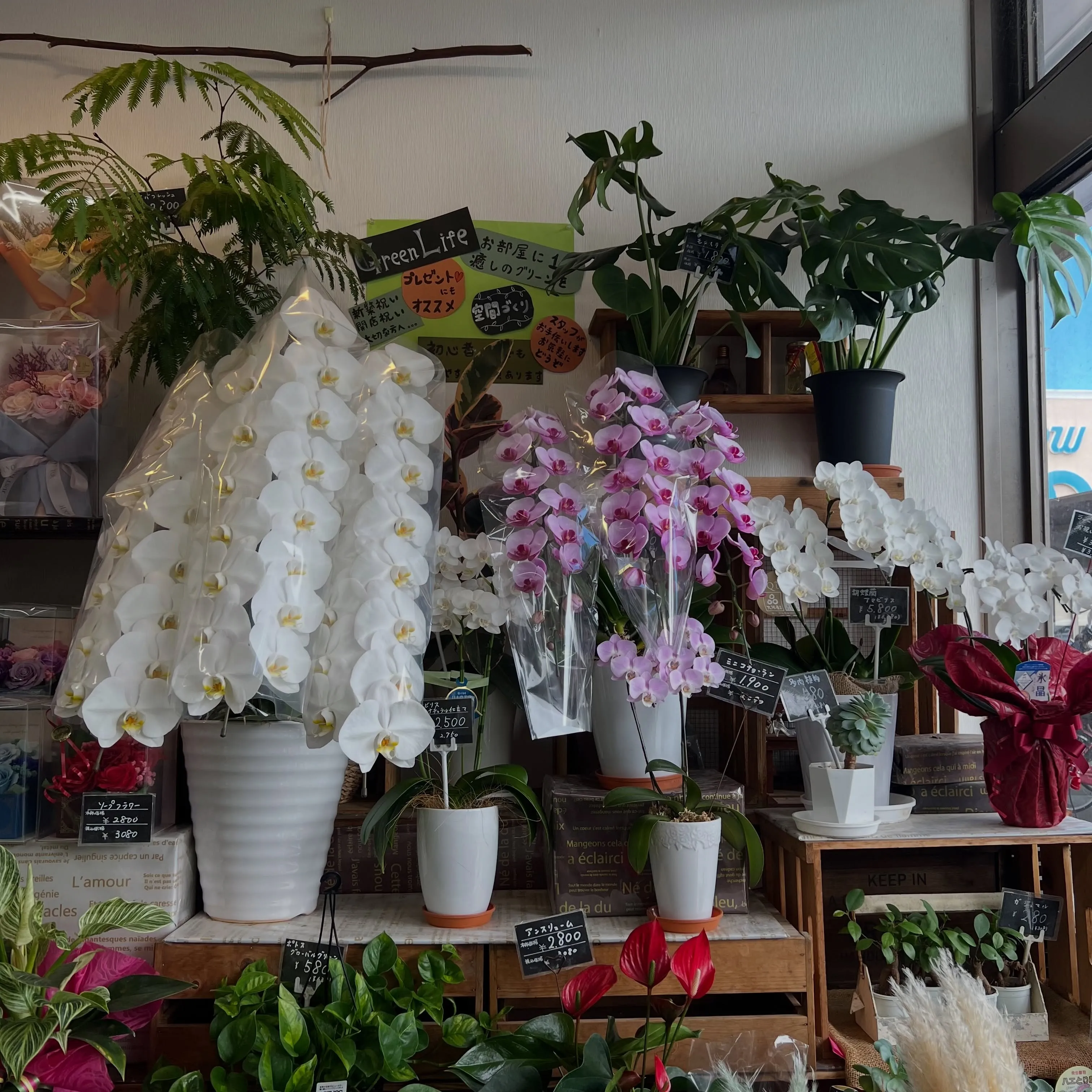 食虫植物｜藤井寺市の花屋
