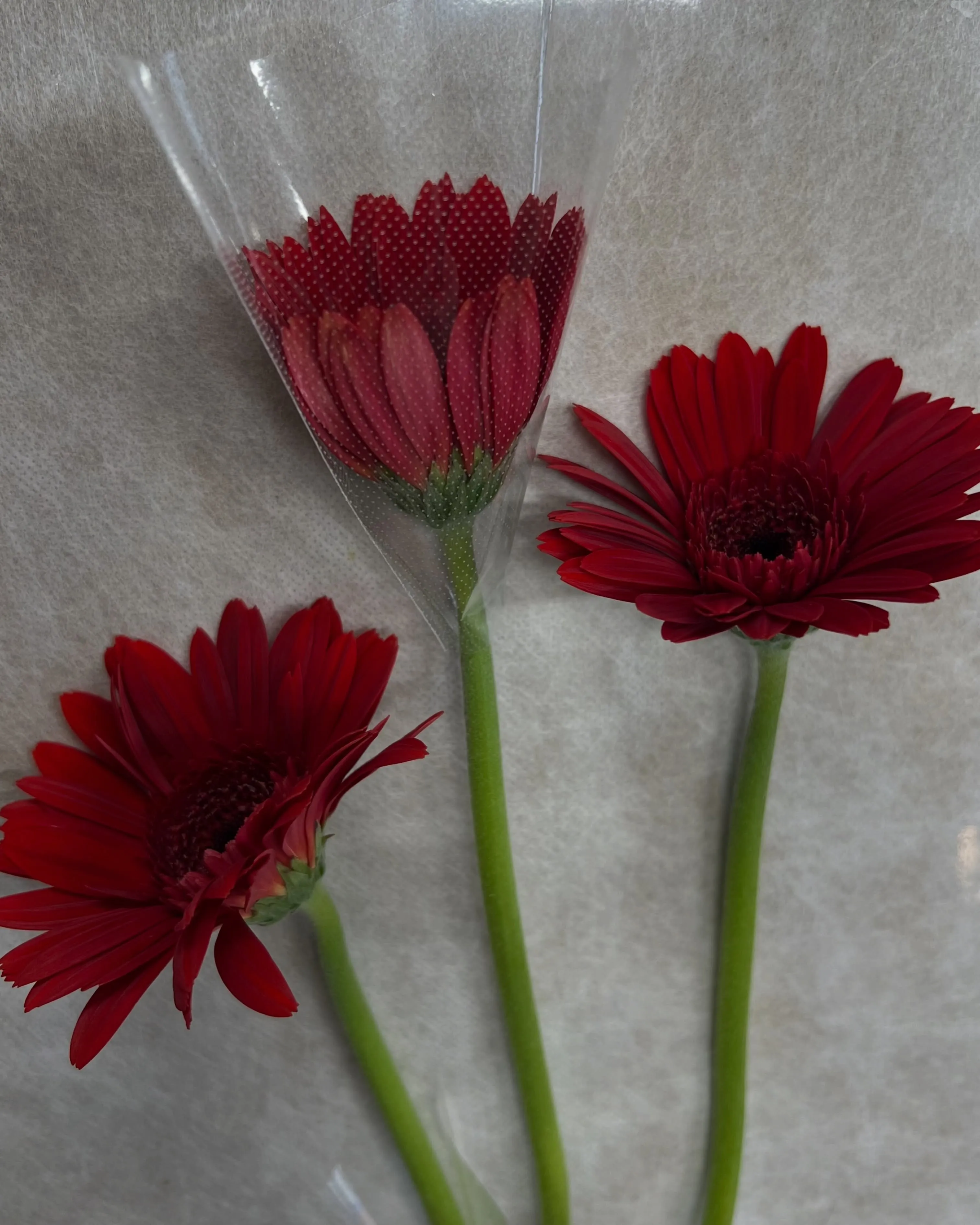 お花の入荷｜藤井寺市の花屋