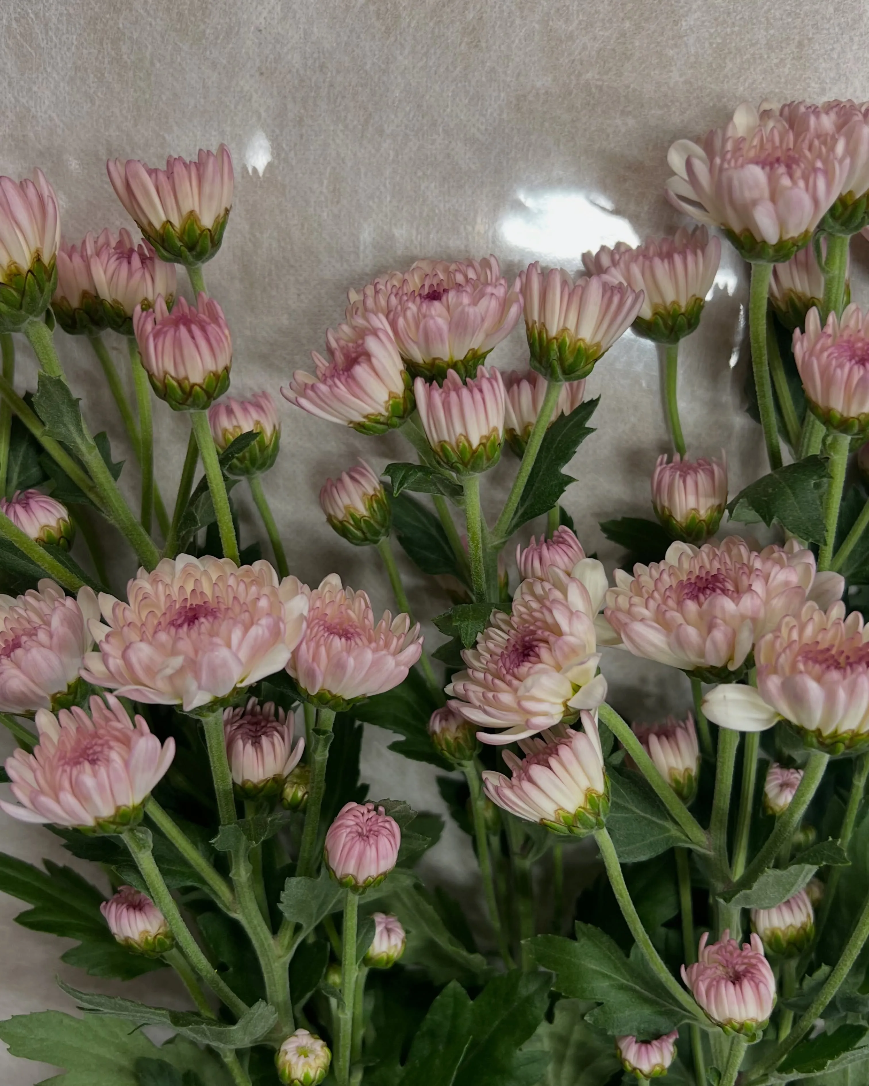 お花の入荷｜藤井寺市の花屋