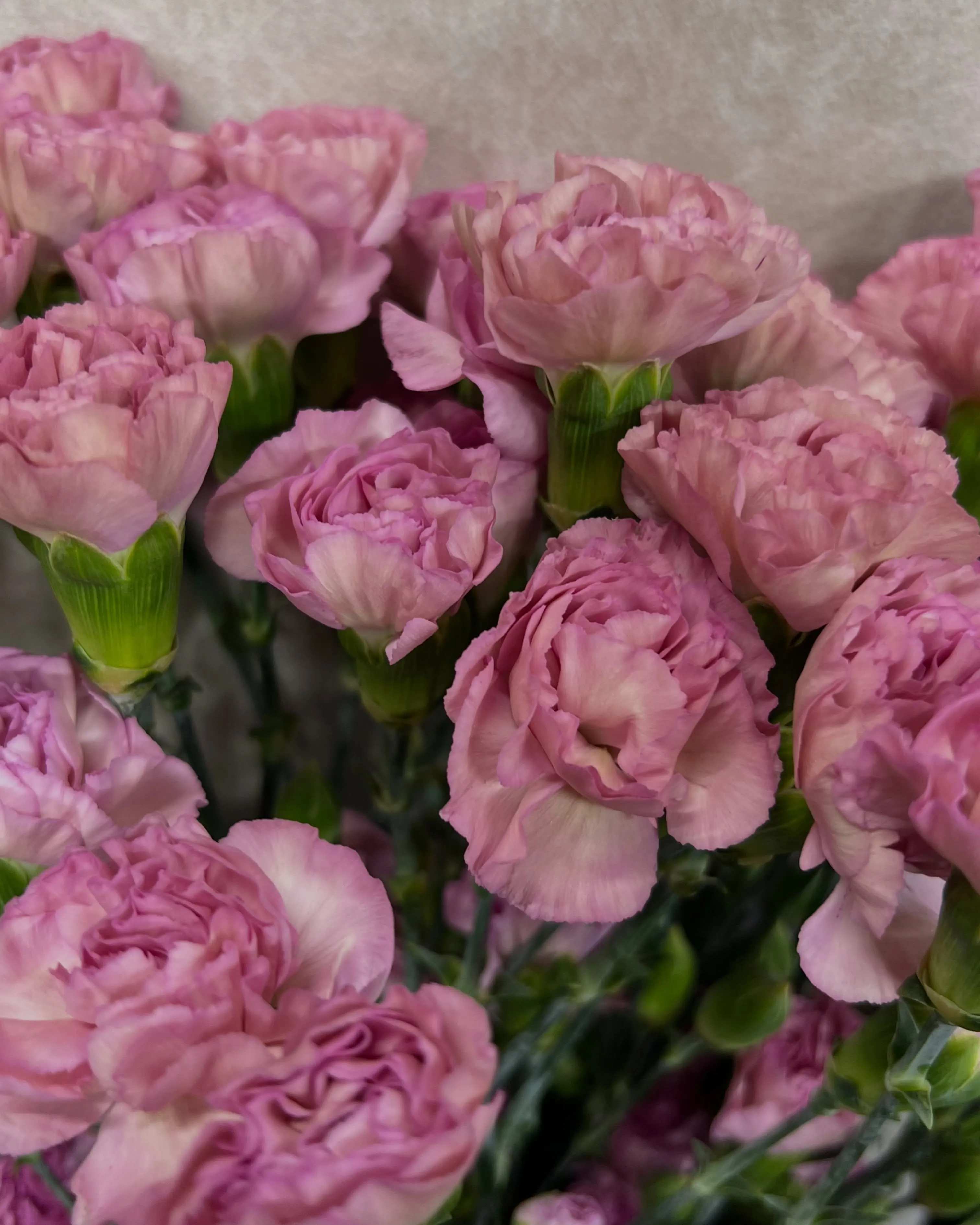 お花の入荷｜藤井寺市の花屋