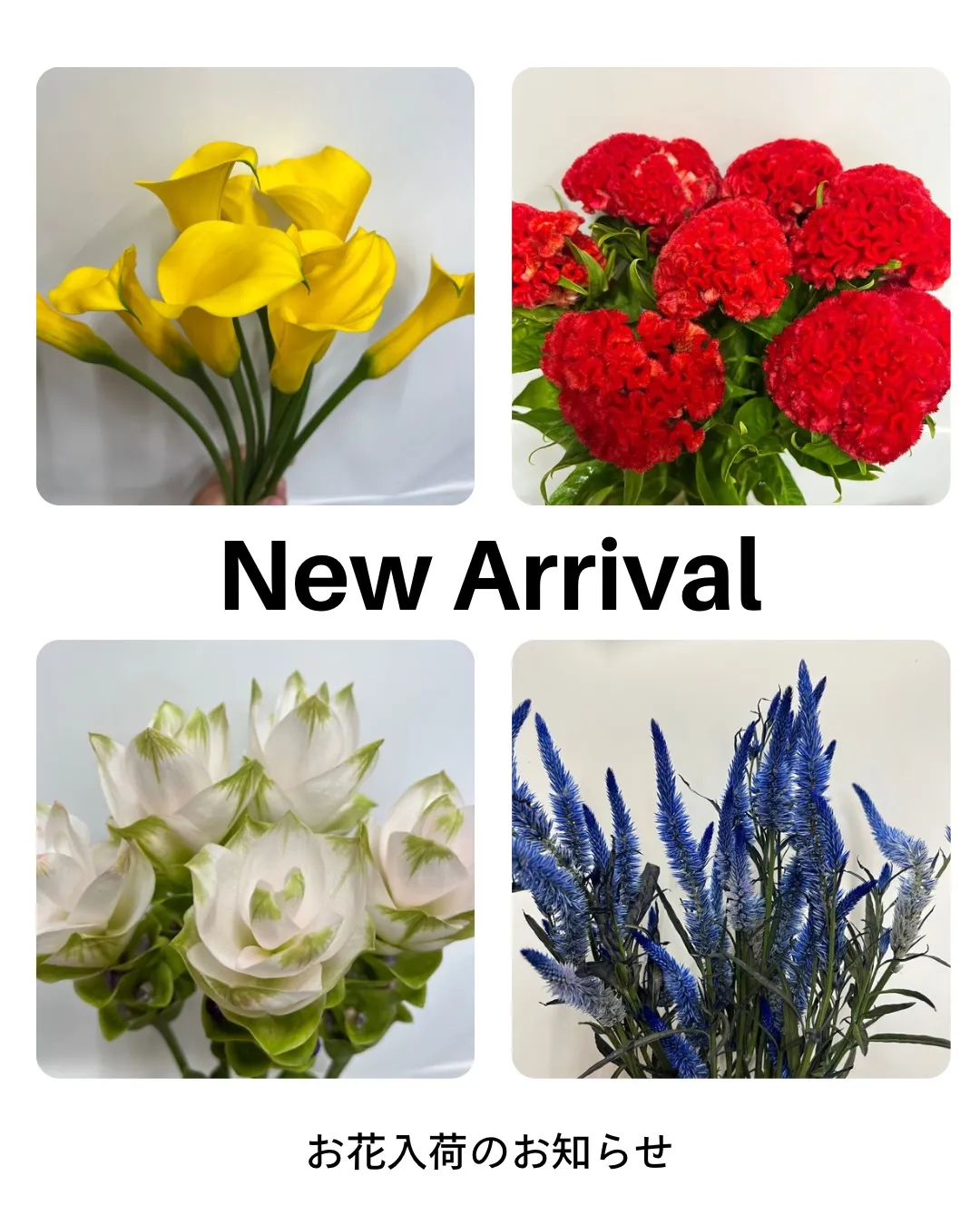 お花の入荷｜藤井寺の花屋