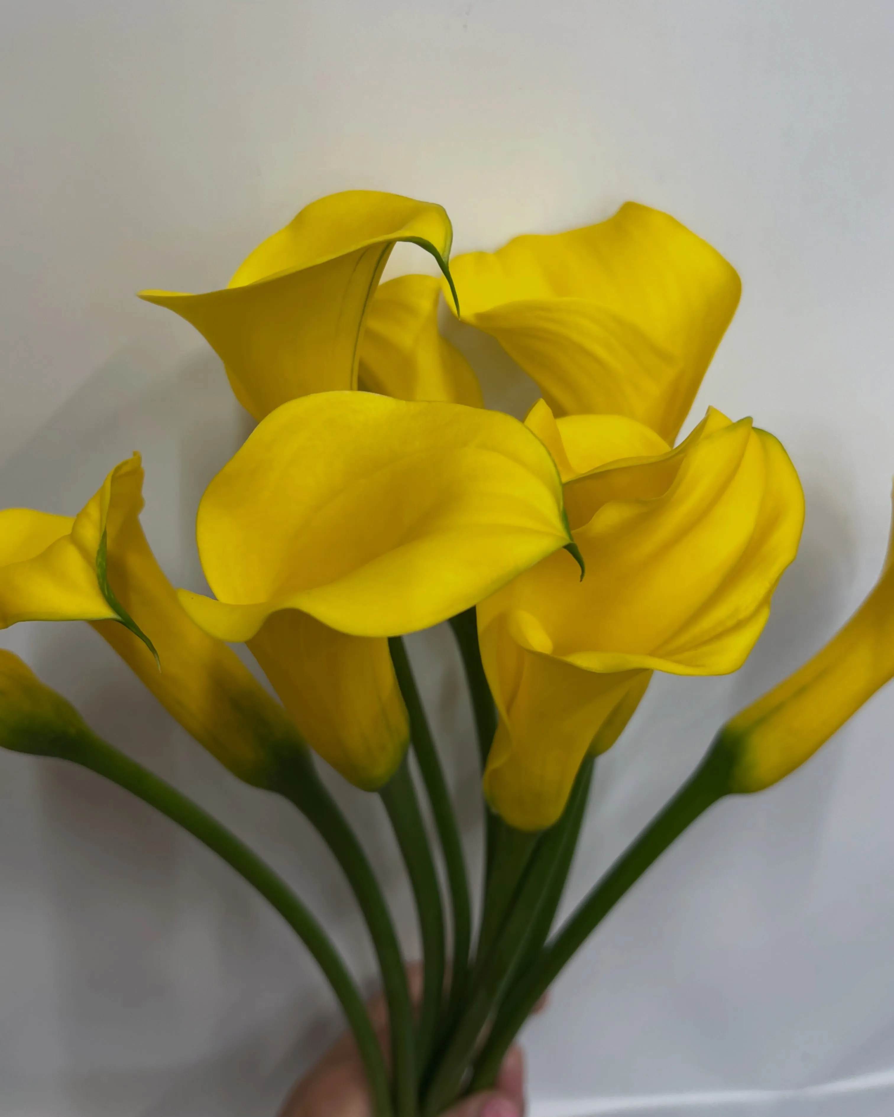 お花の入荷｜藤井寺の花屋