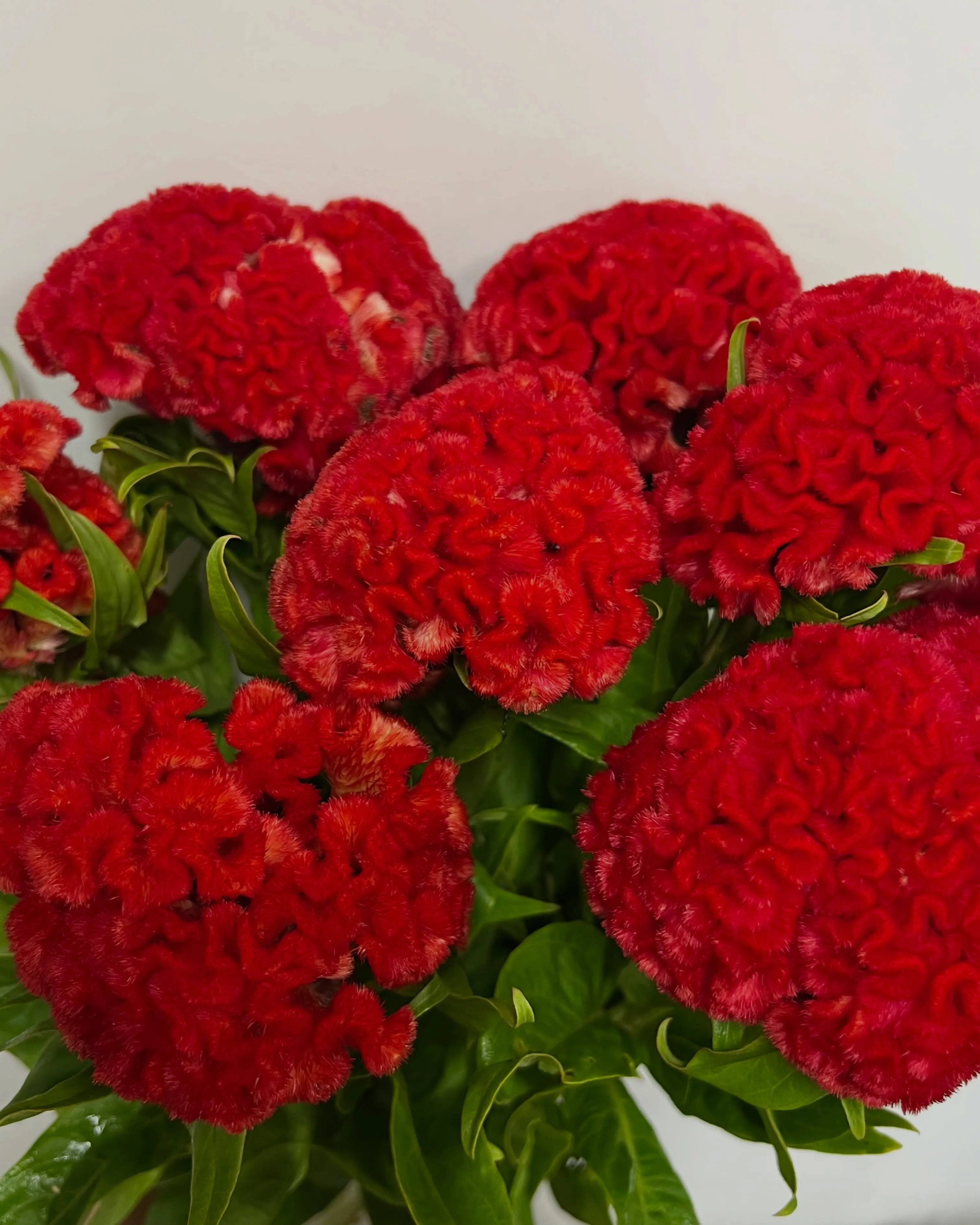 お花の入荷｜藤井寺の花屋