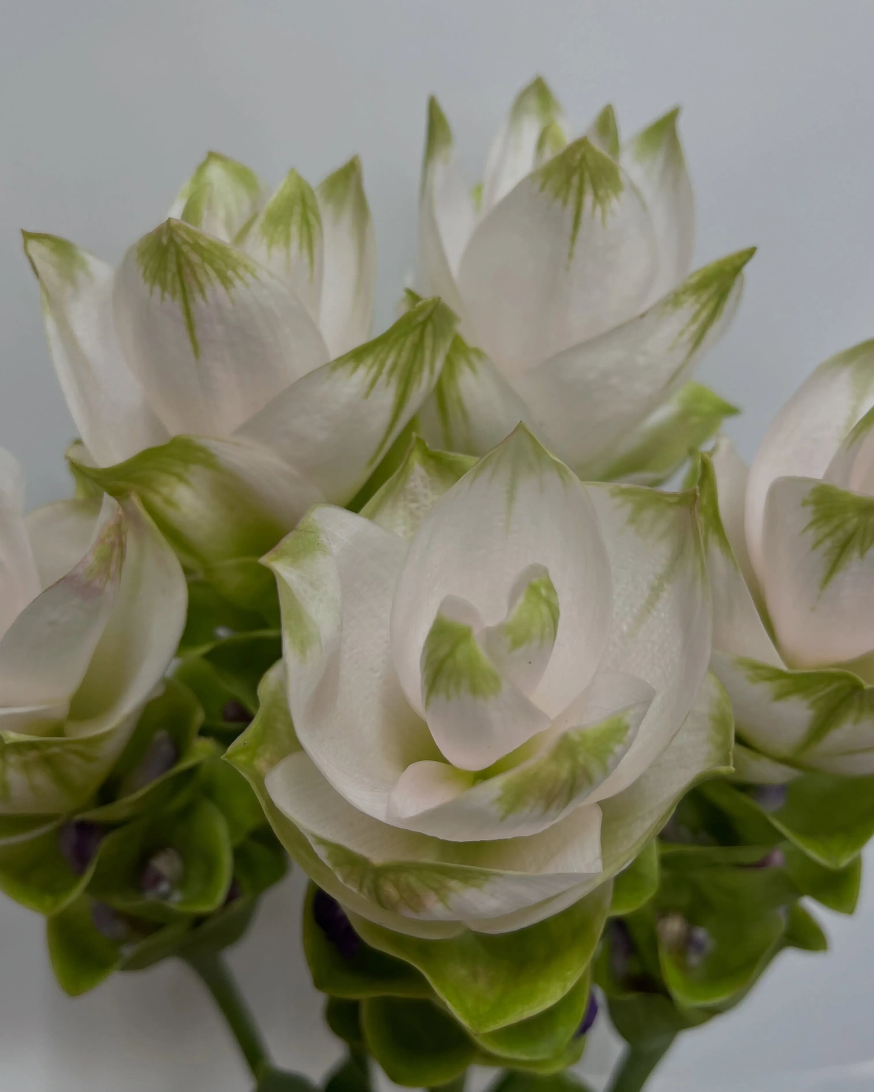 お花の入荷｜藤井寺の花屋