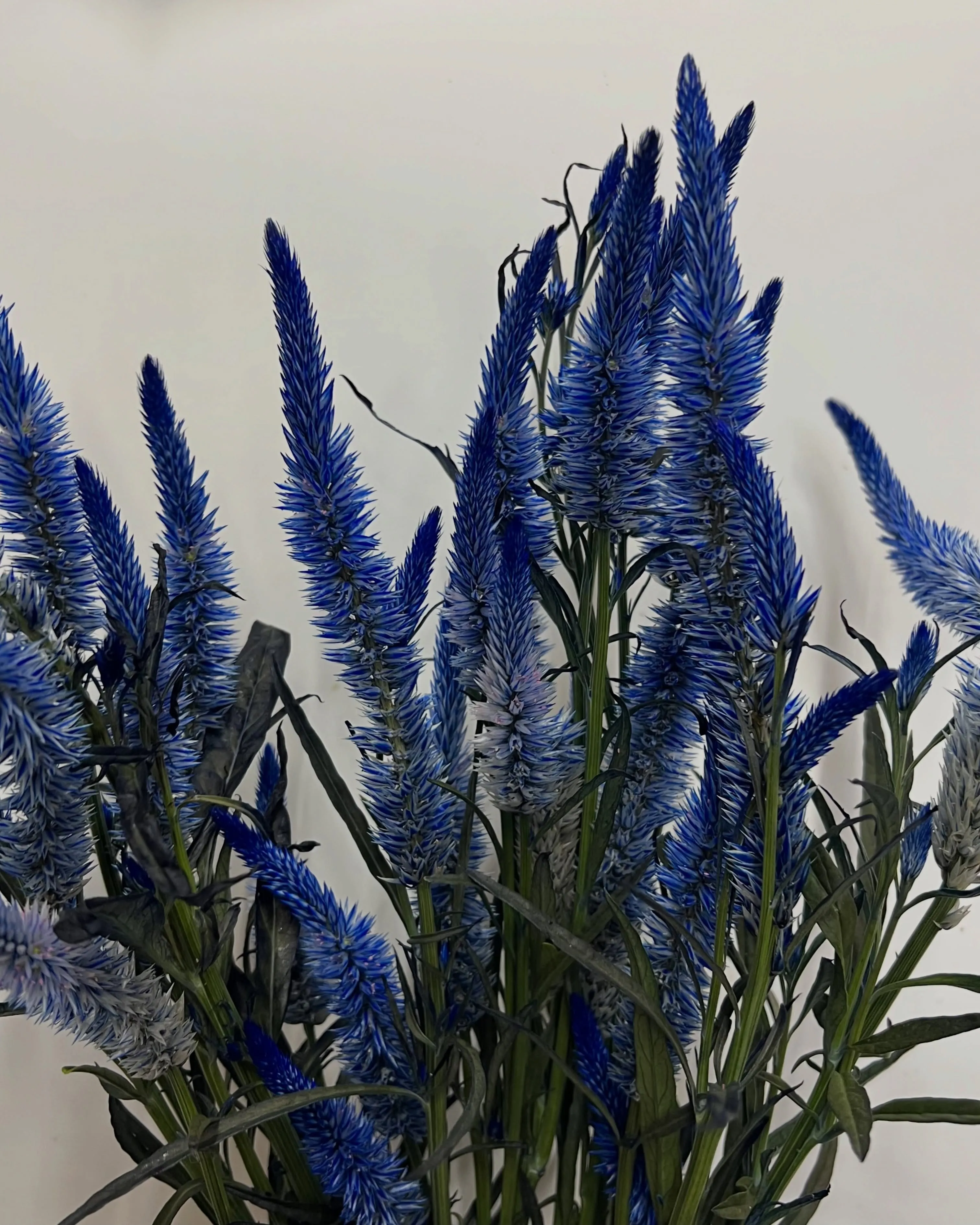 お花の入荷｜藤井寺の花屋