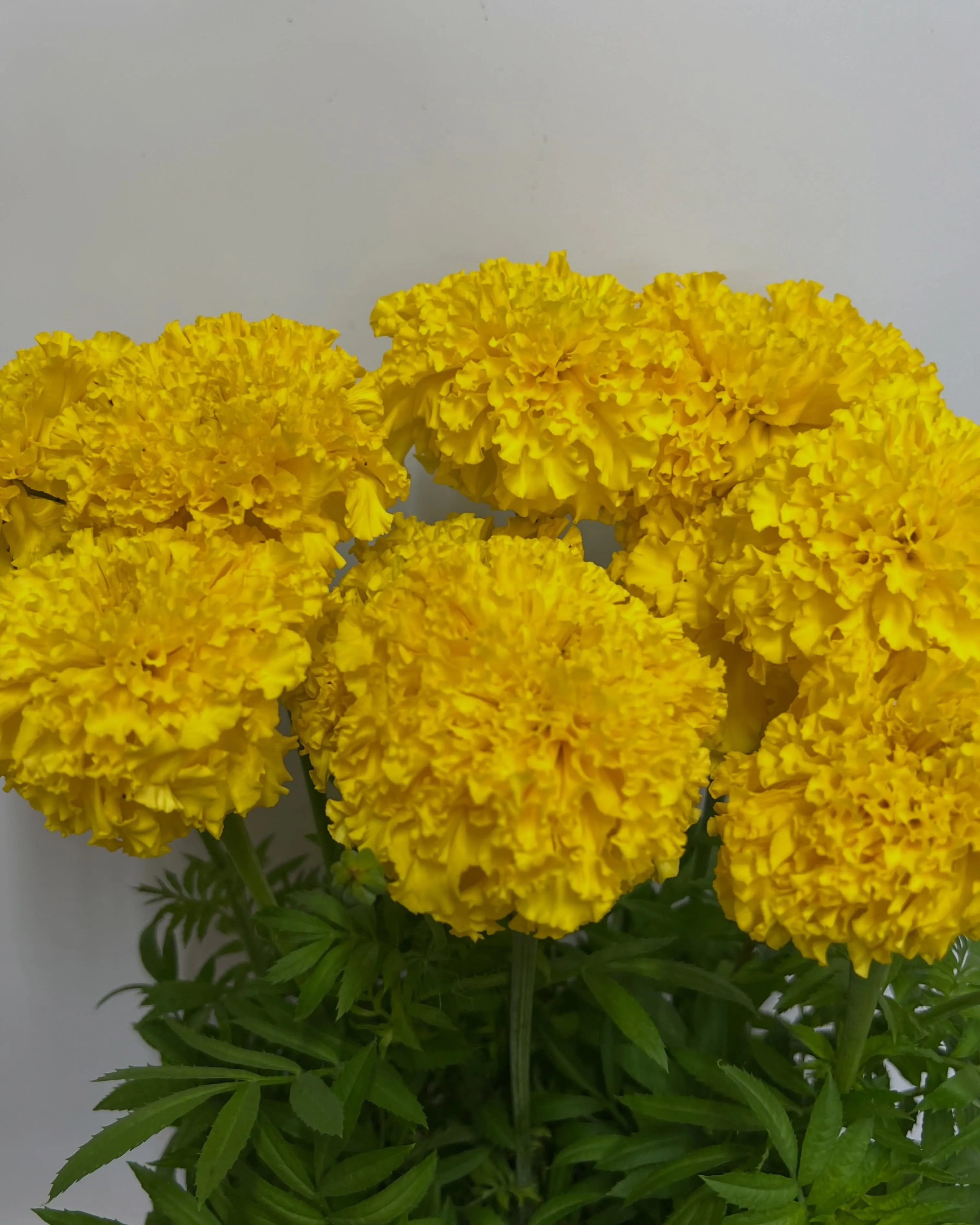 お花の入荷｜藤井寺の花屋