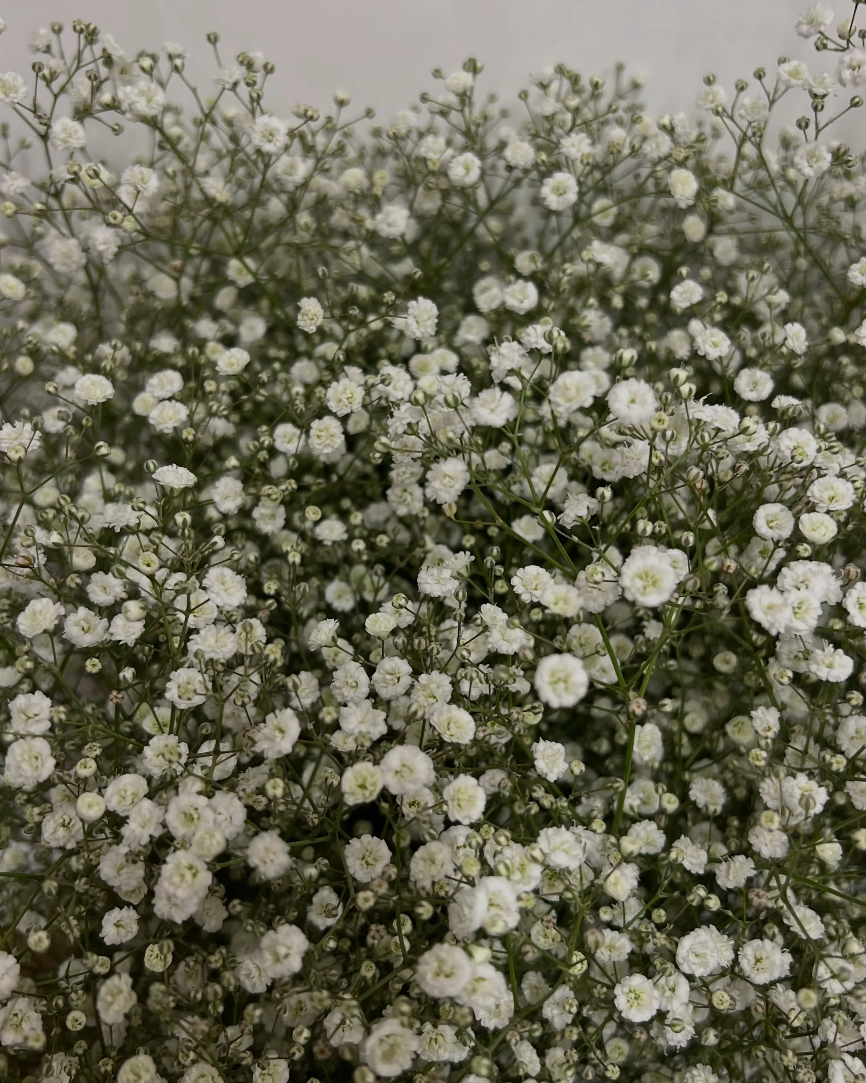 お花の入荷｜藤井寺の花屋