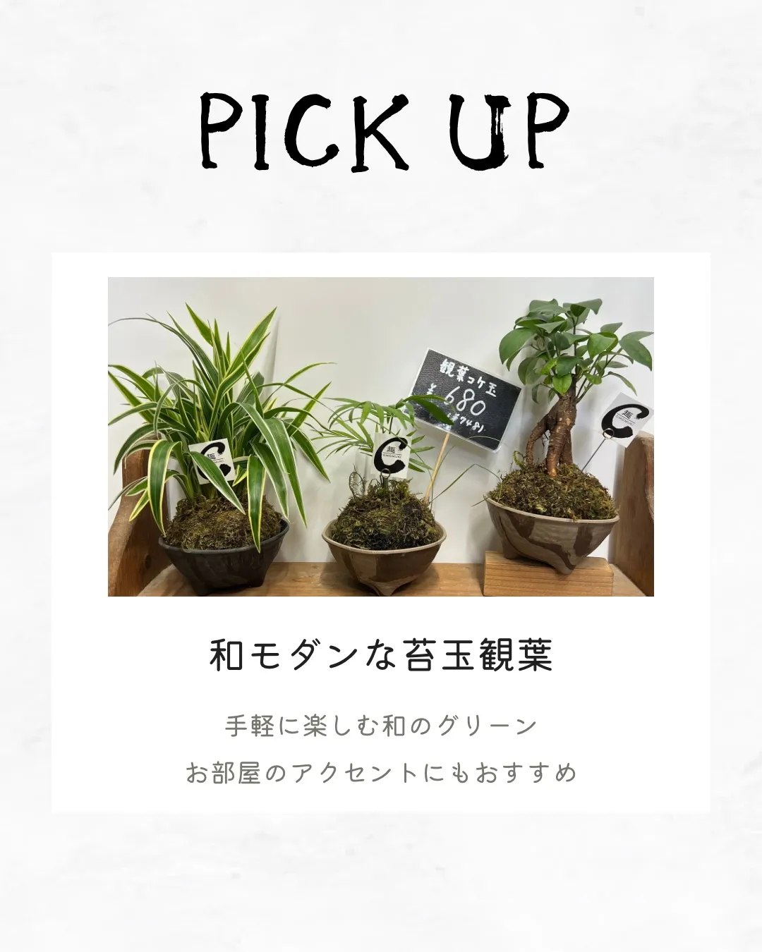 苔玉観葉｜藤井寺の花屋