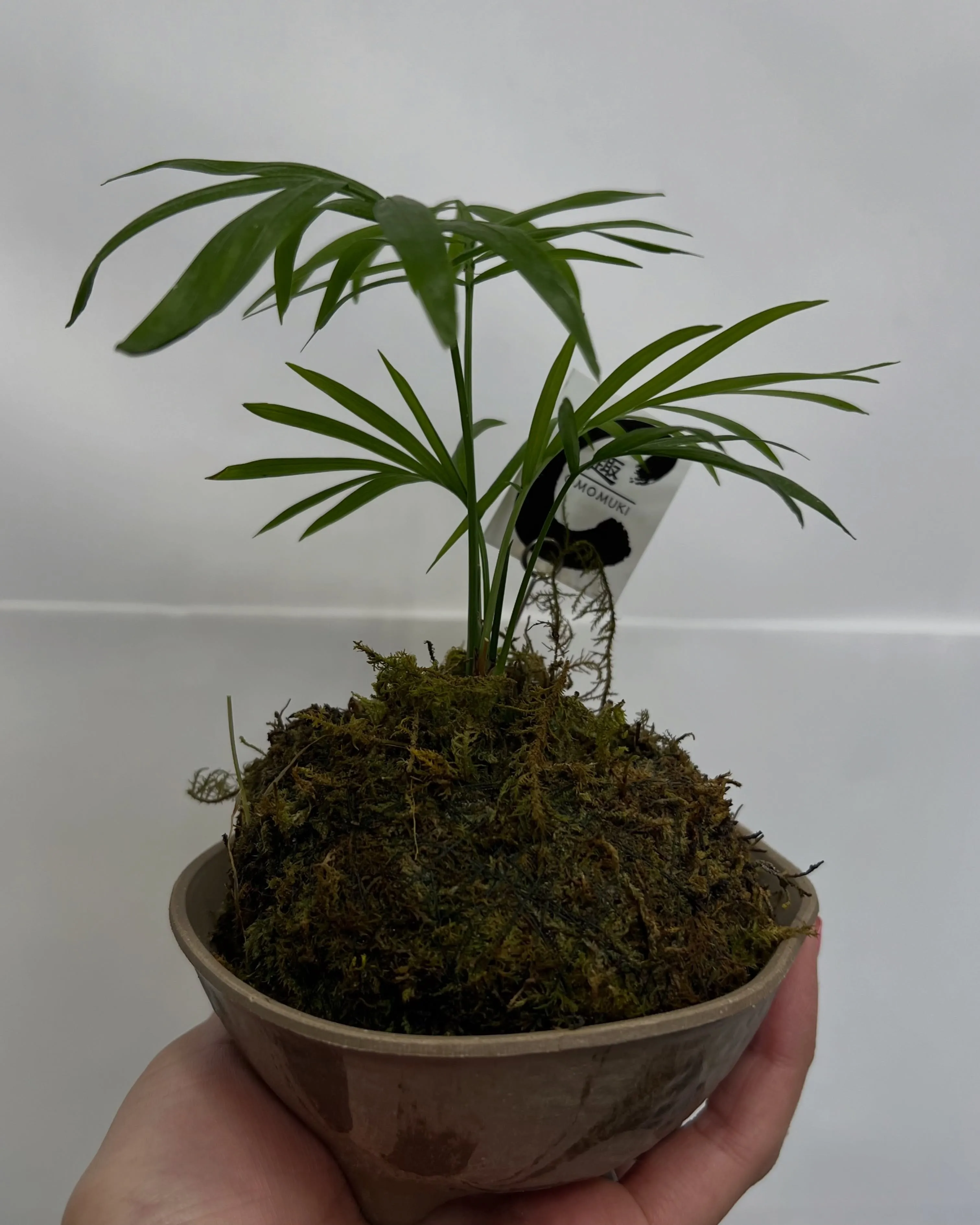 苔玉観葉｜藤井寺の花屋