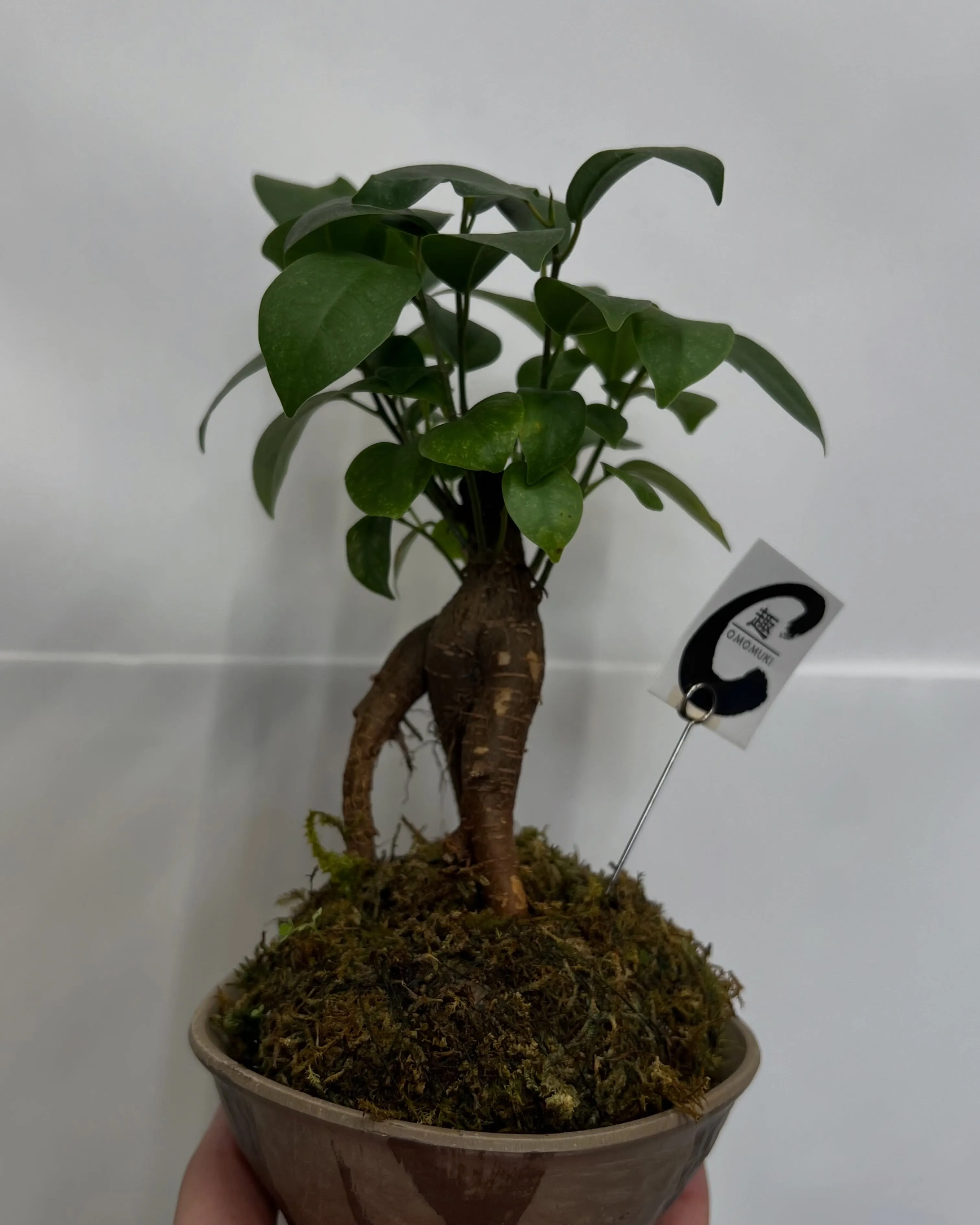 苔玉観葉｜藤井寺の花屋
