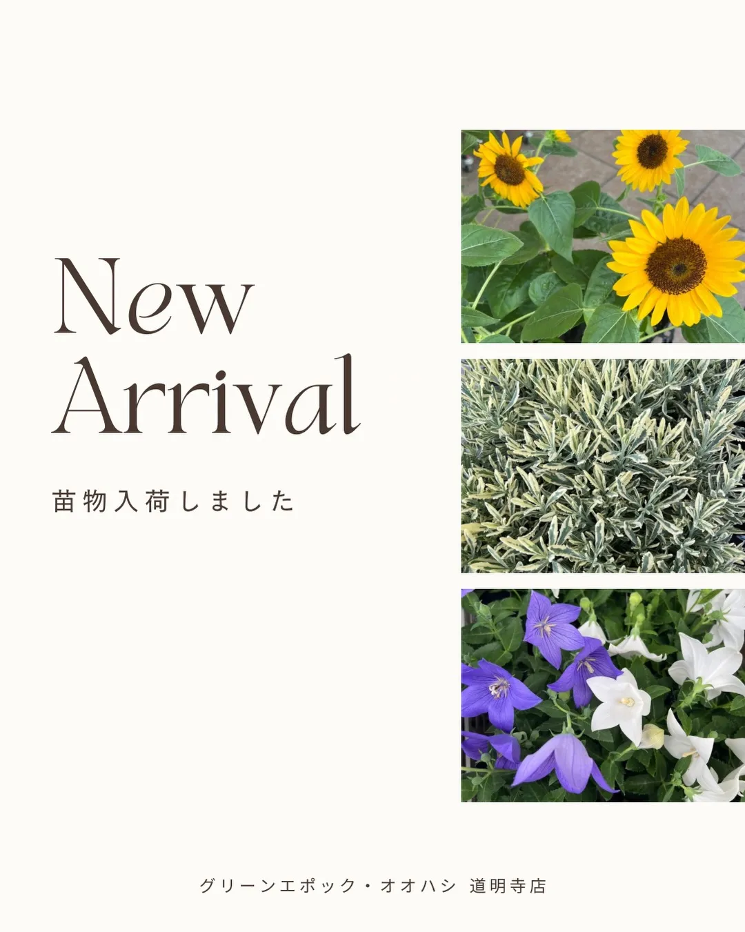 苗物の入荷|藤井寺の花屋