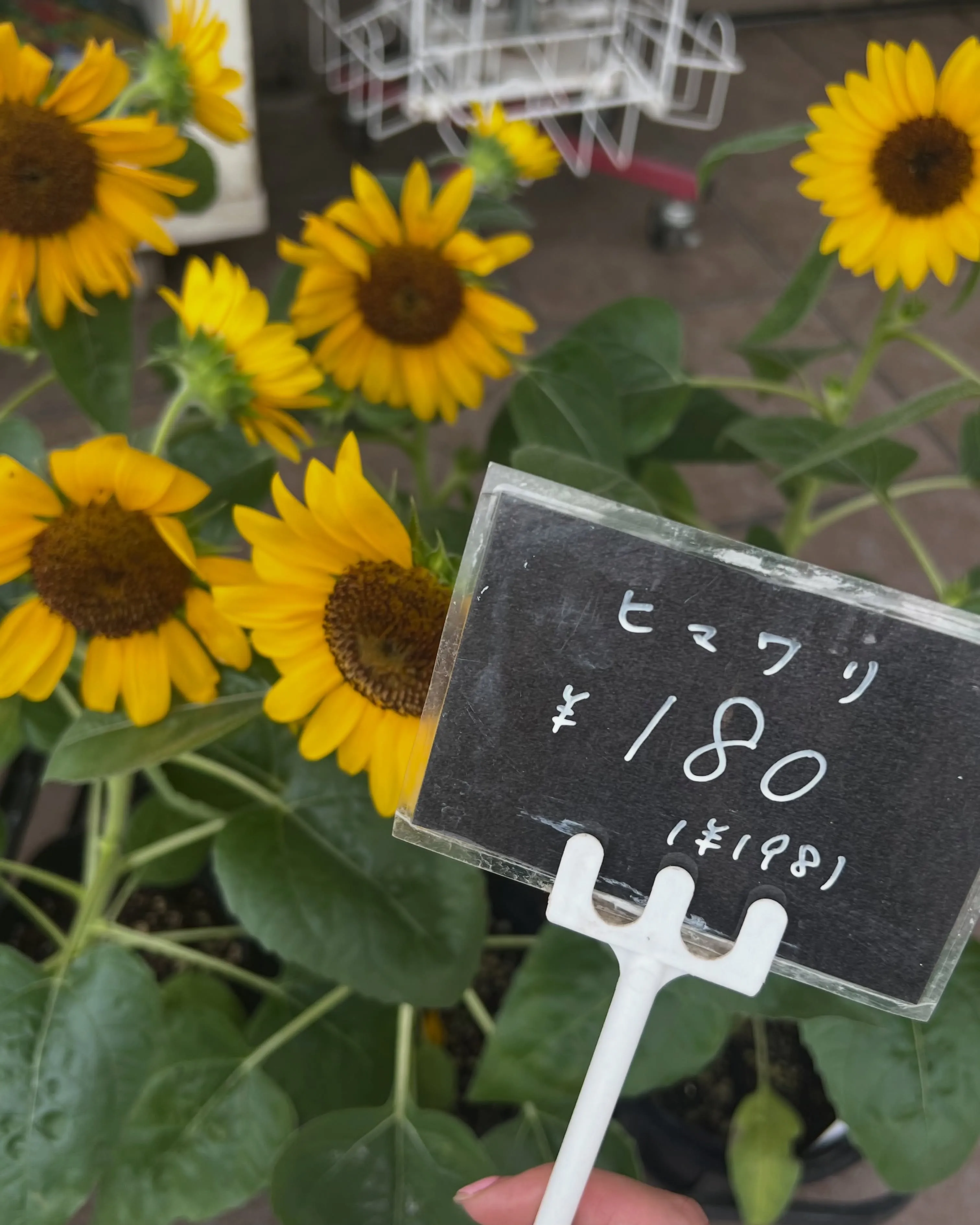 苗物の入荷｜藤井寺の花屋