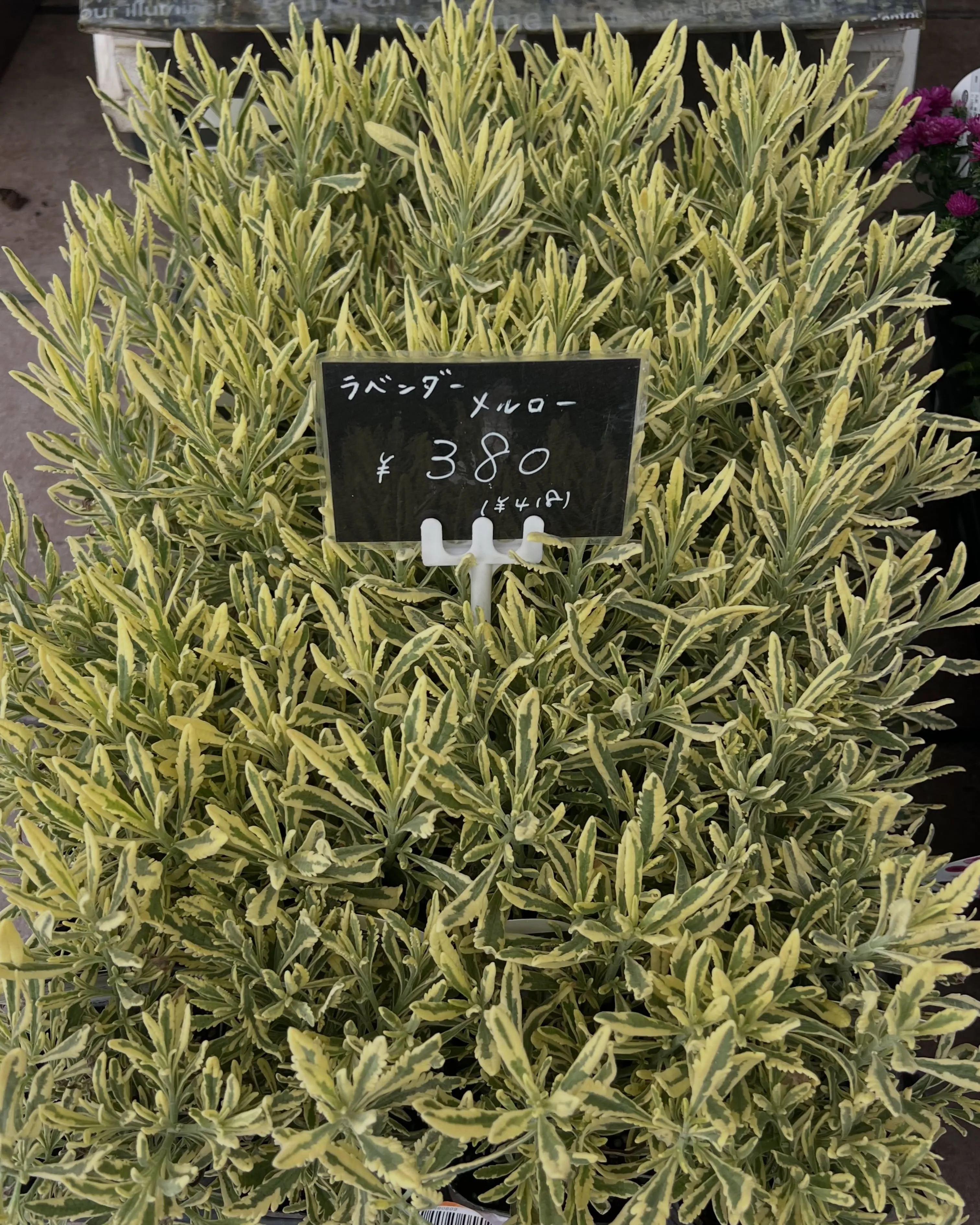 苗物の入荷｜藤井寺の花屋