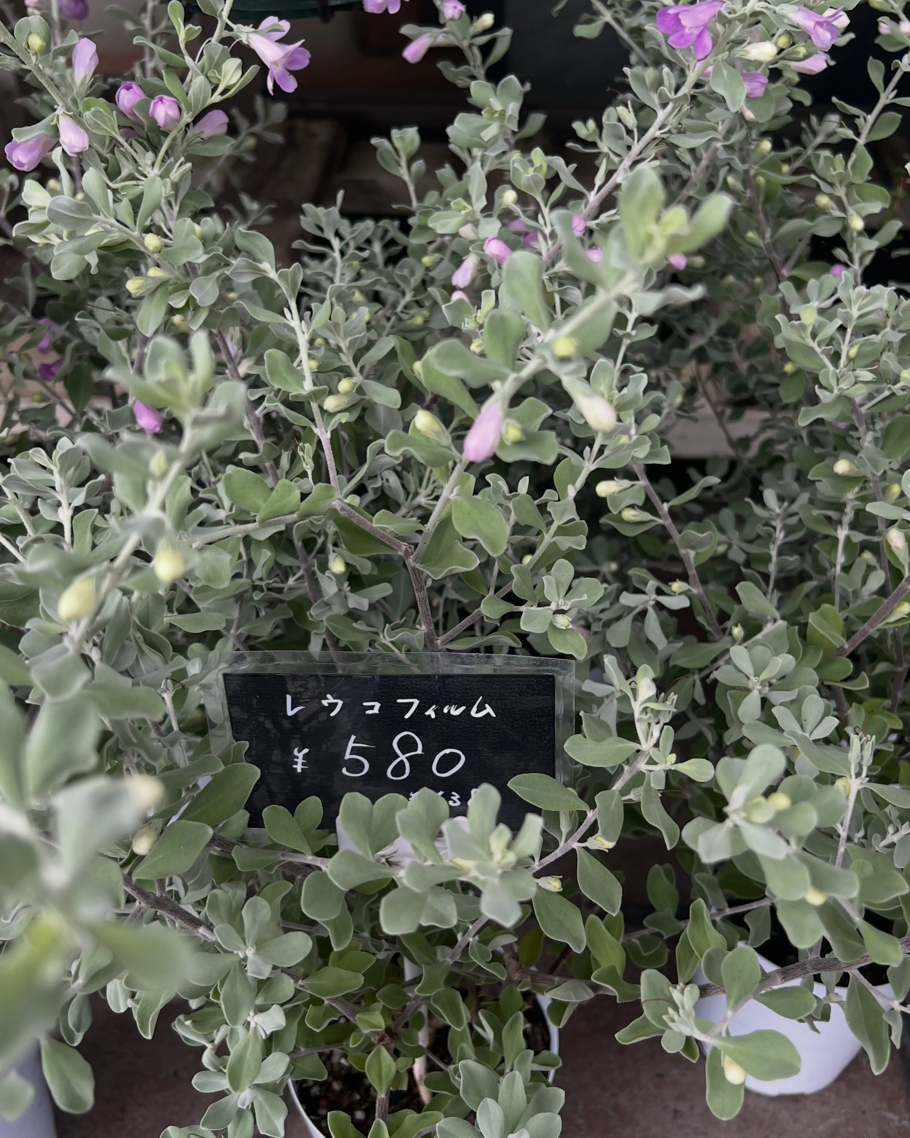 苗物の入荷｜藤井寺の花屋