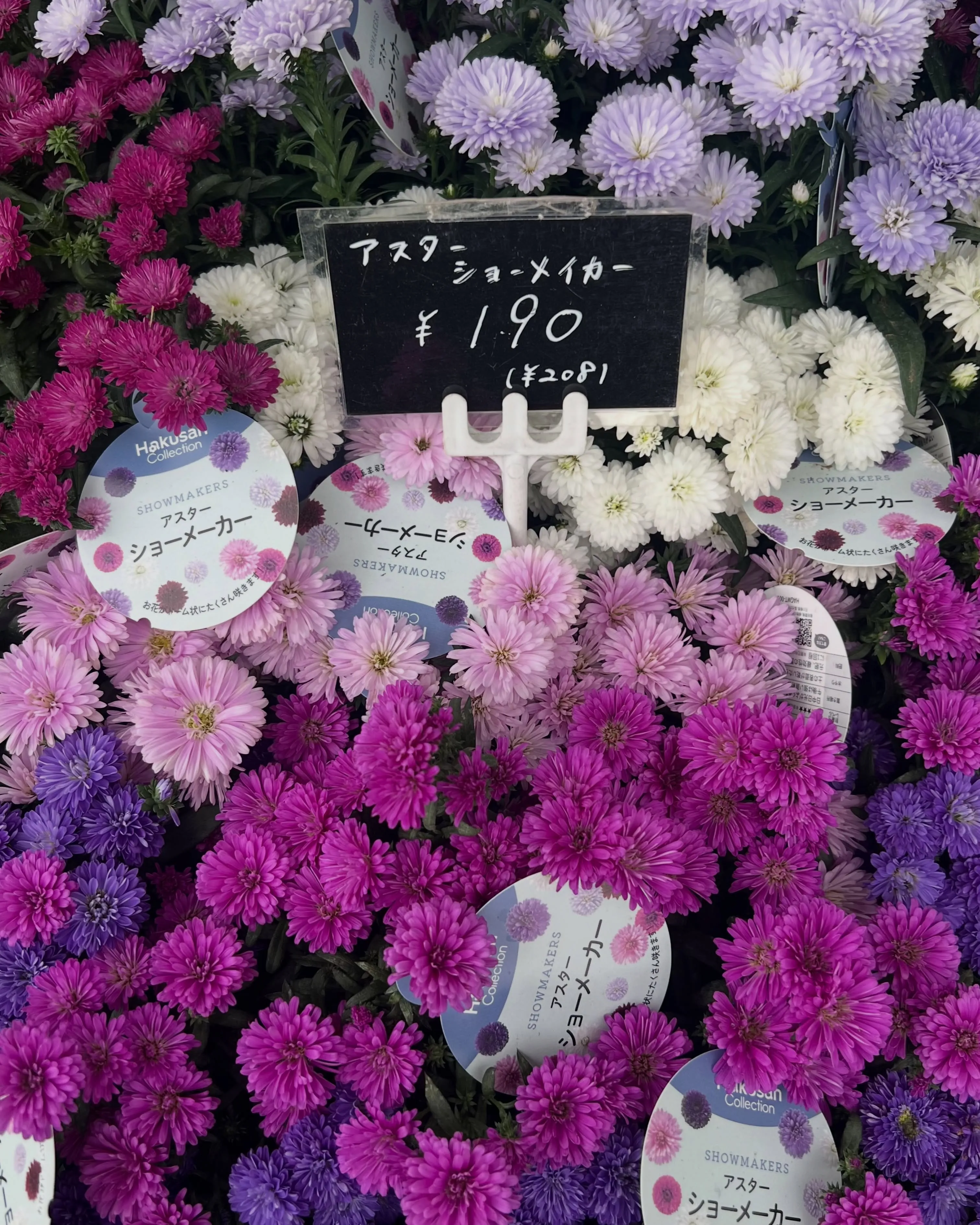 苗物の入荷｜藤井寺の花屋