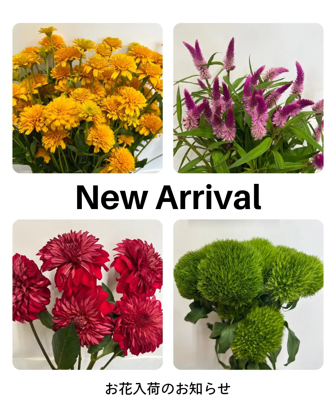 お花の入荷｜藤井寺の花屋