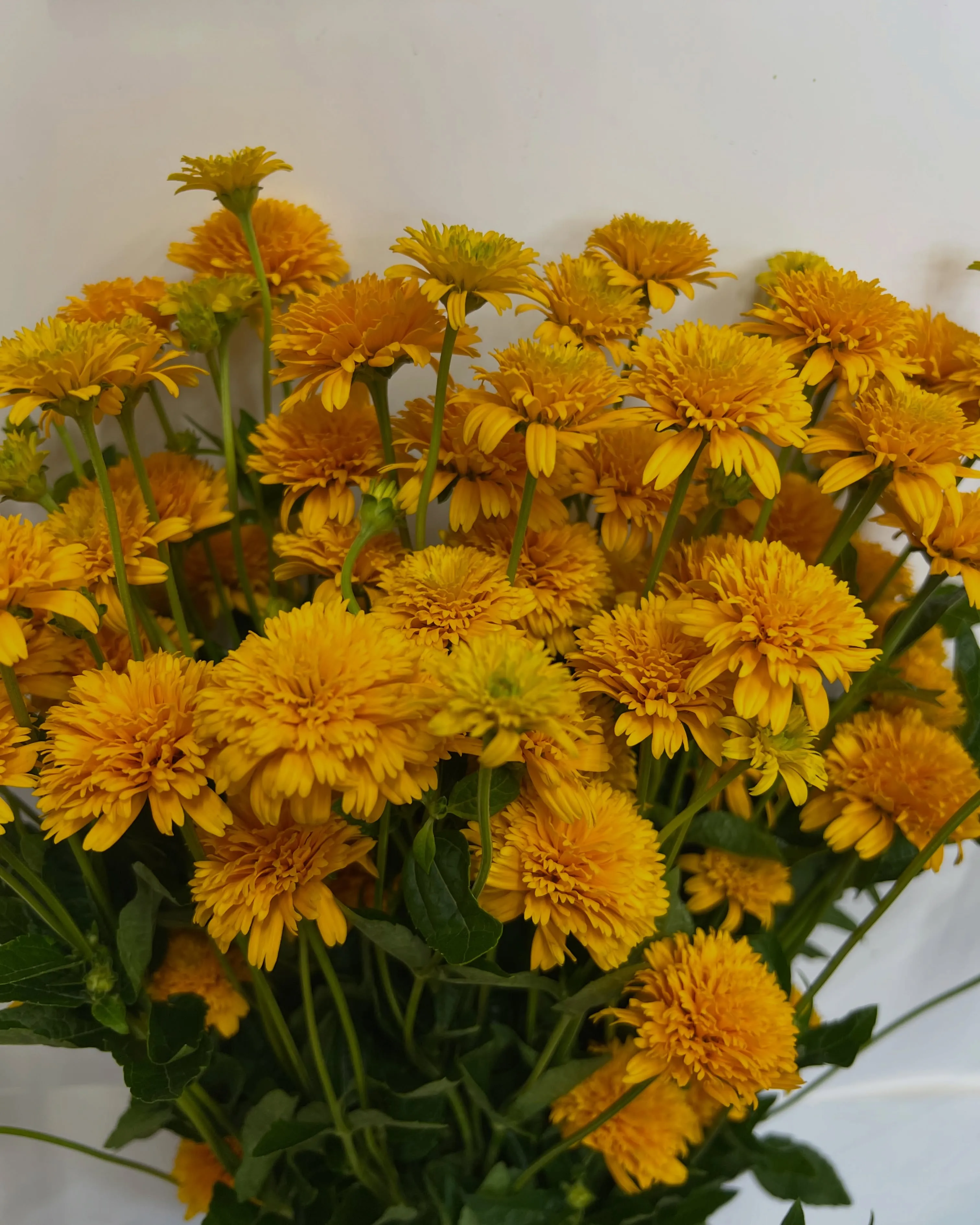 お花の入荷｜藤井寺の花屋