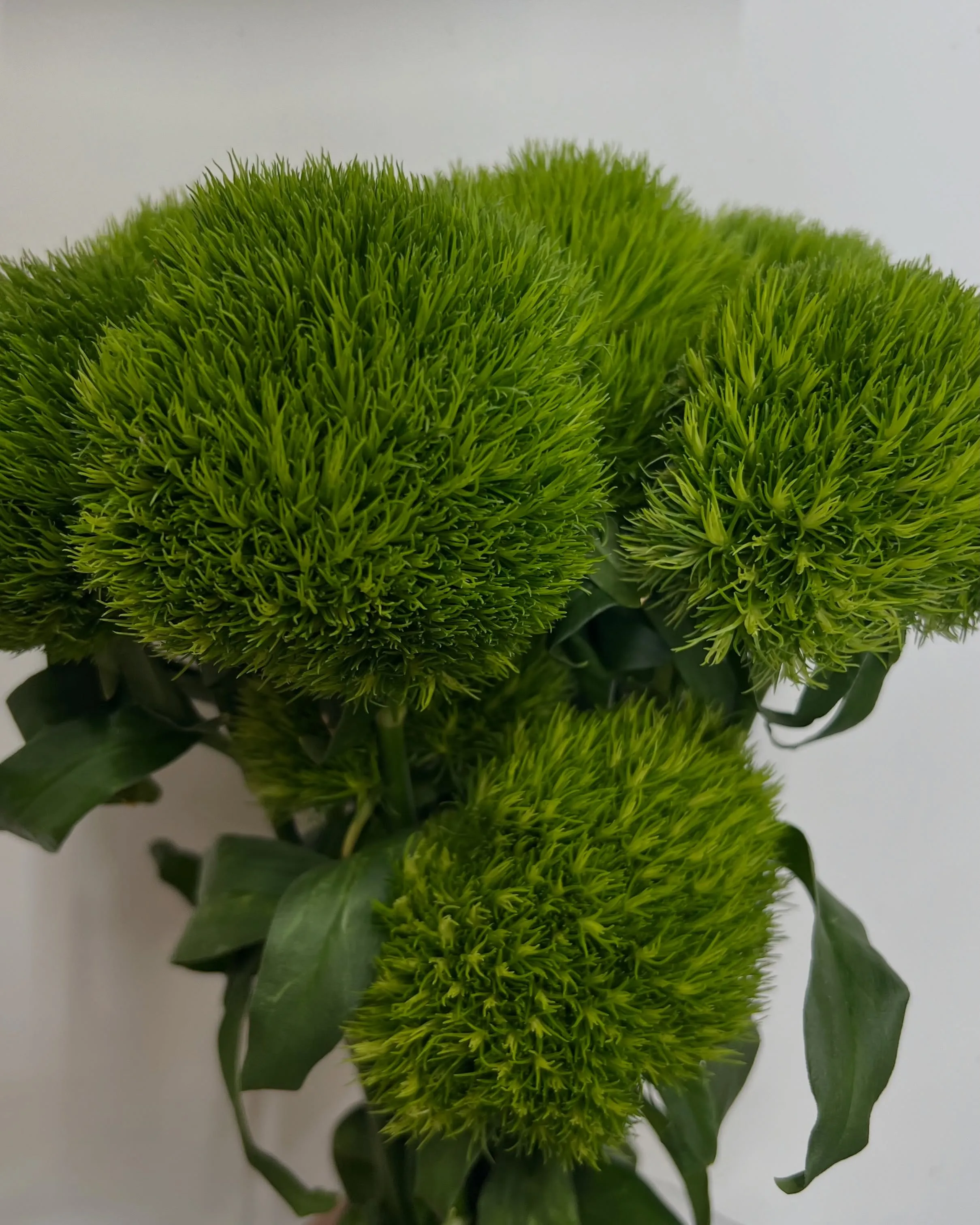 お花の入荷｜藤井寺の花屋