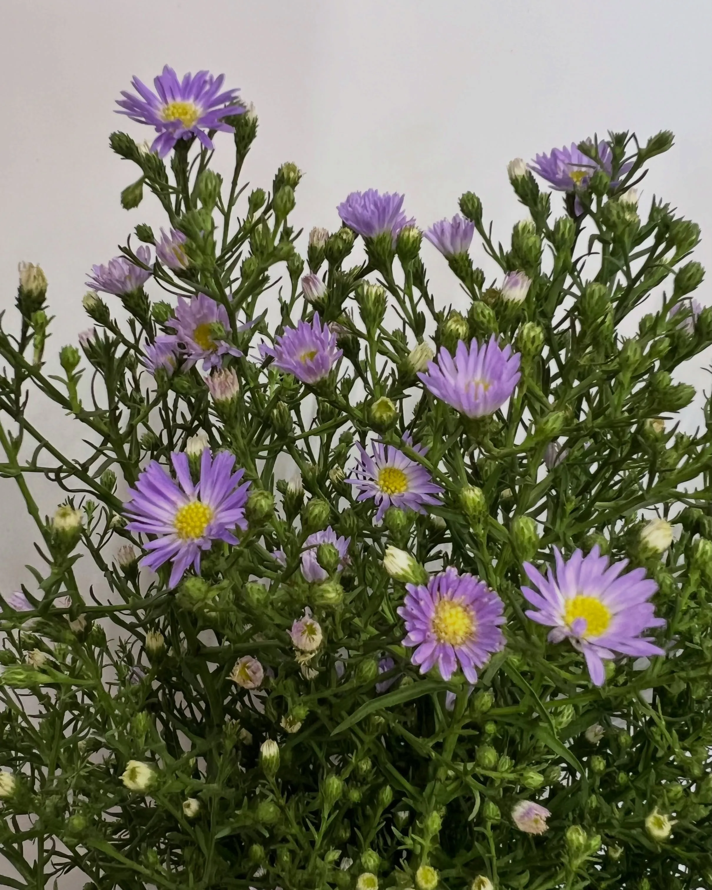 お花の入荷｜藤井寺の花屋
