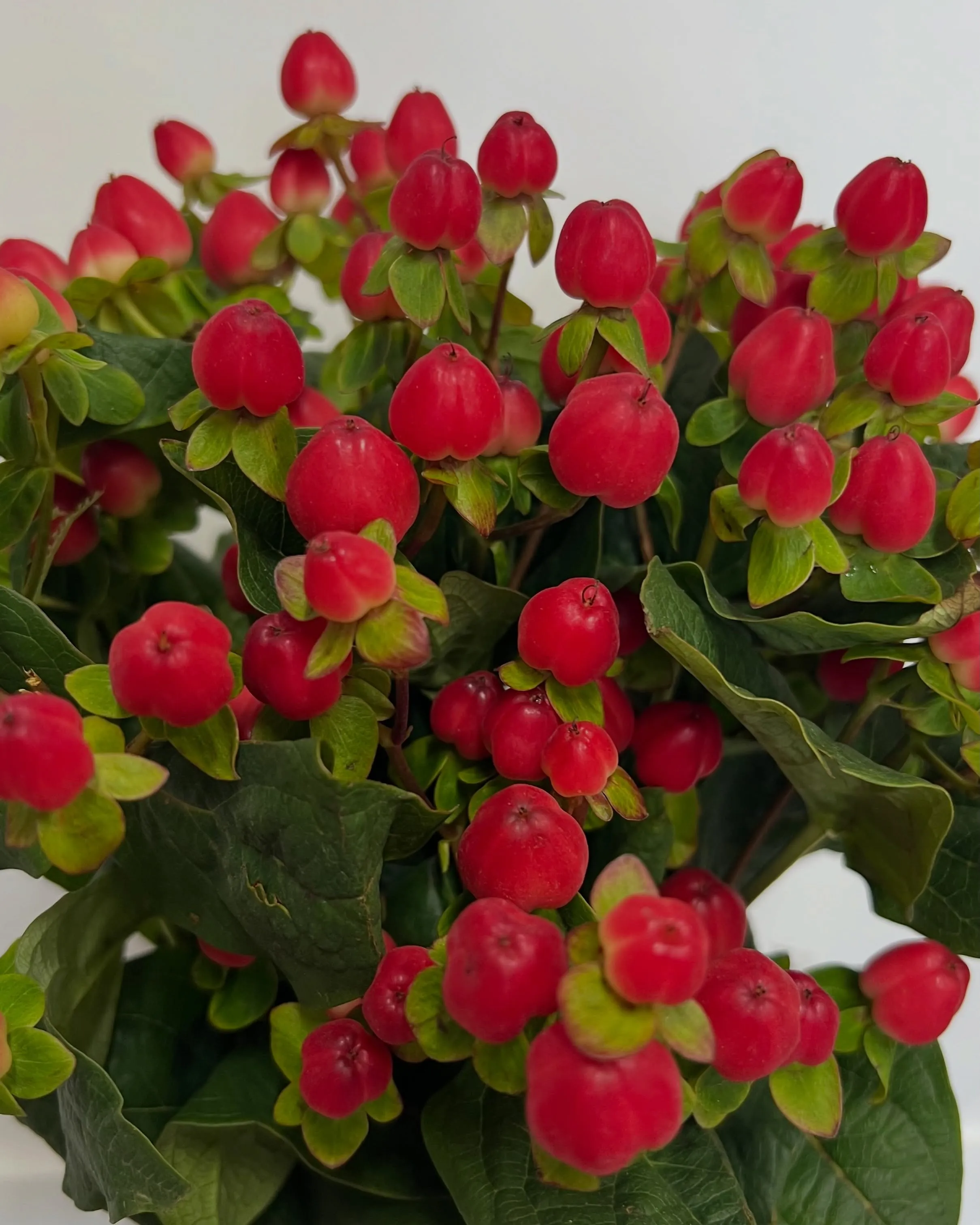 お花の入荷｜藤井寺の花屋