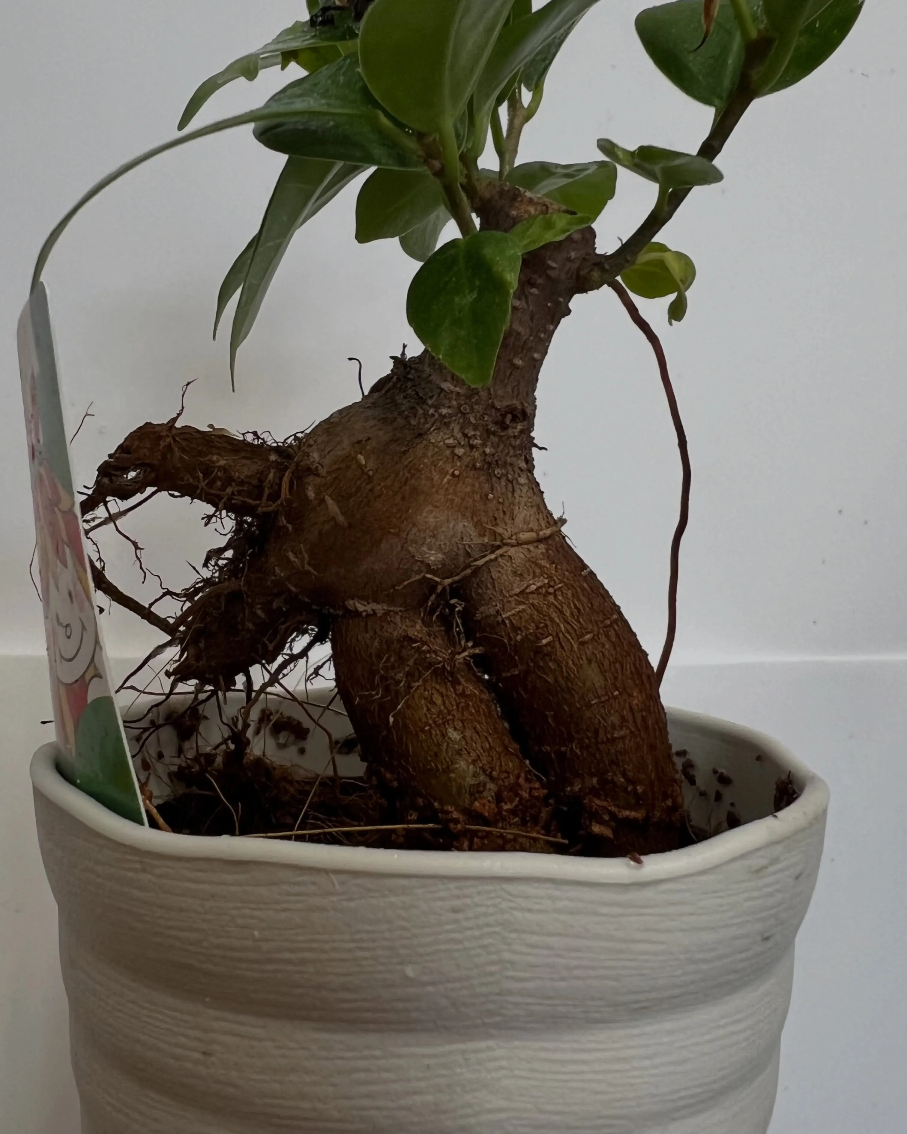 ガジュマル|藤井寺の花屋