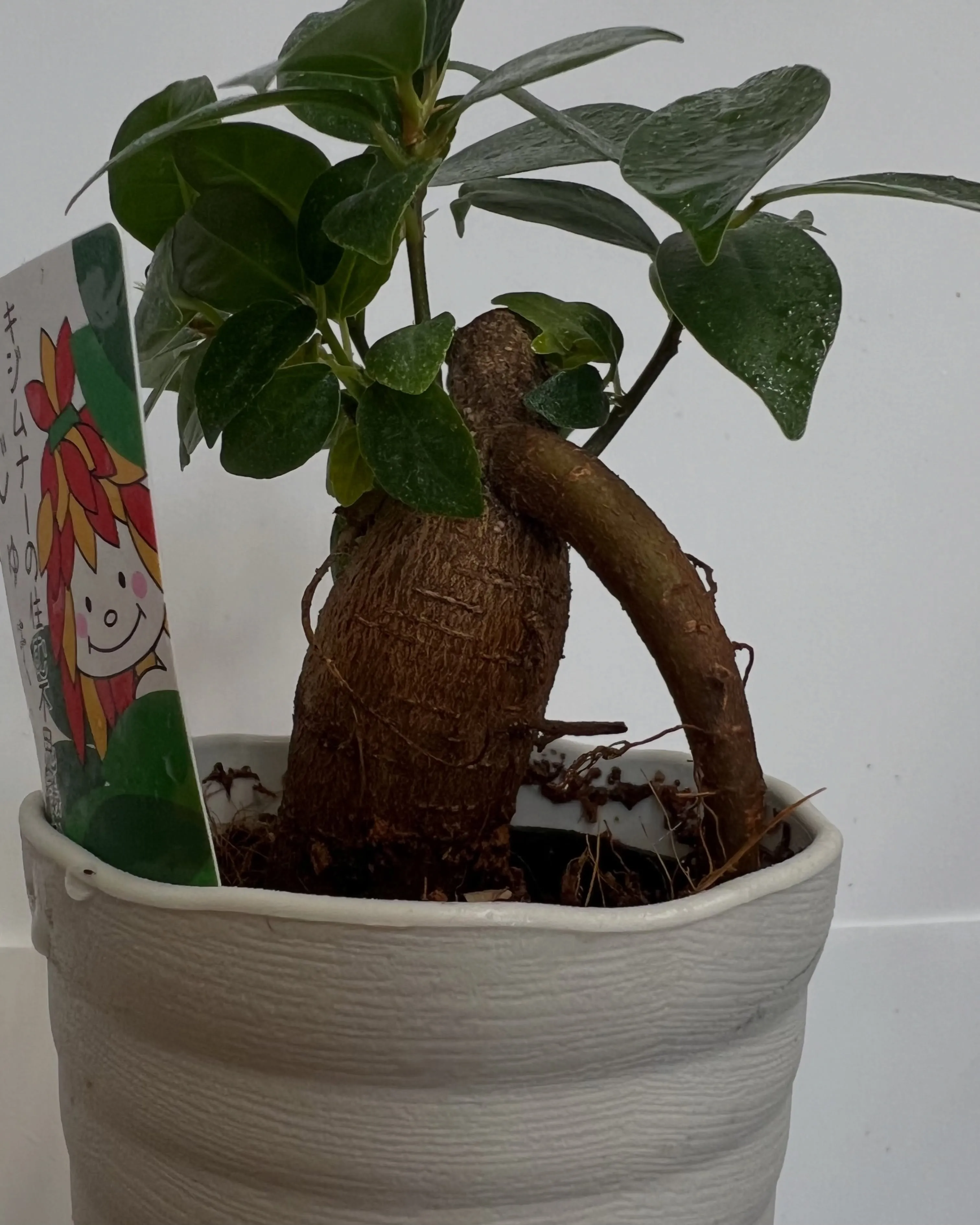 ガジュマル|藤井寺の花屋