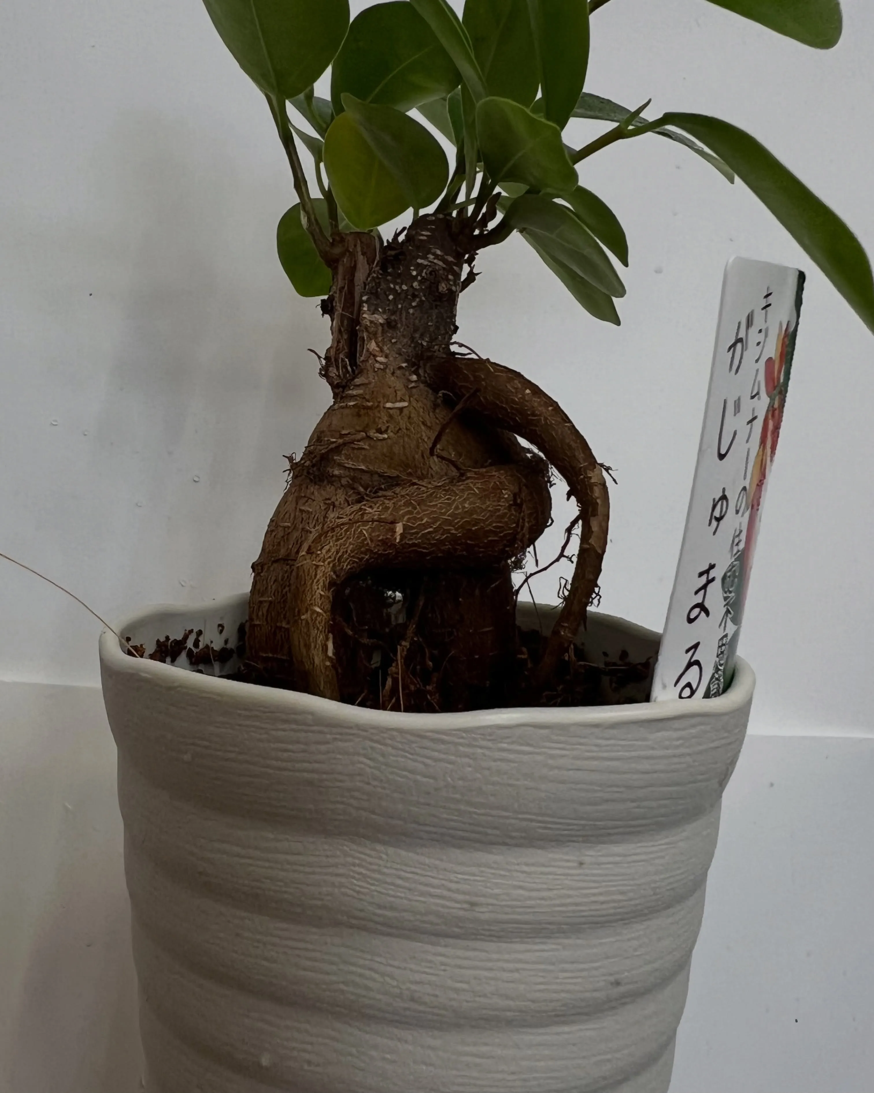 ガジュマル|藤井寺の花屋