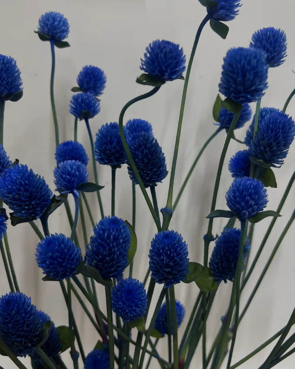 お花の入荷｜藤井寺の花屋