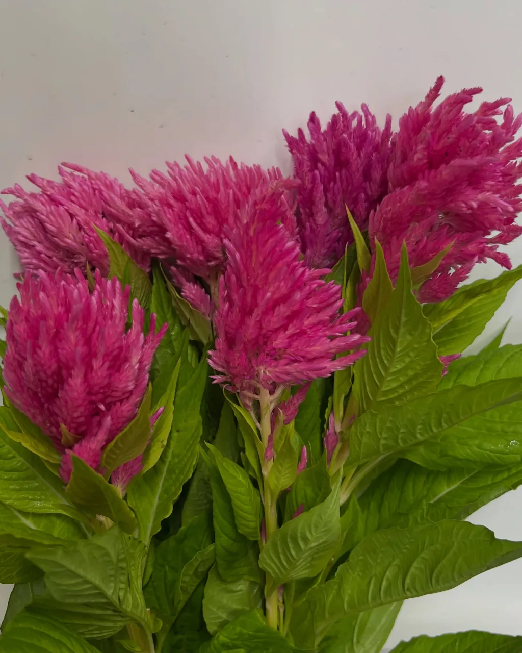 お花の入荷｜藤井寺の花屋