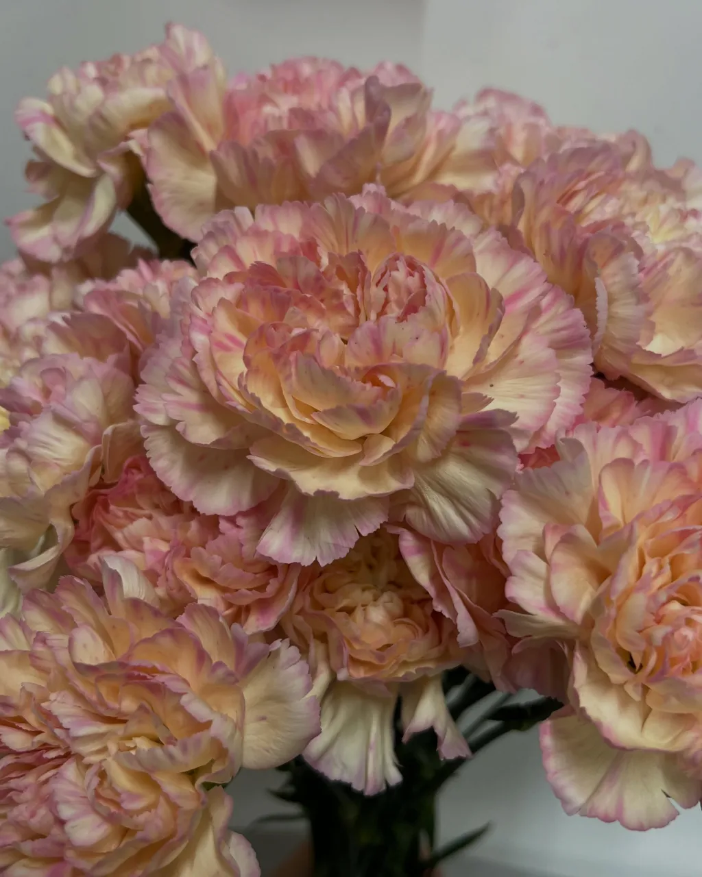 お花の入荷｜藤井寺の花屋