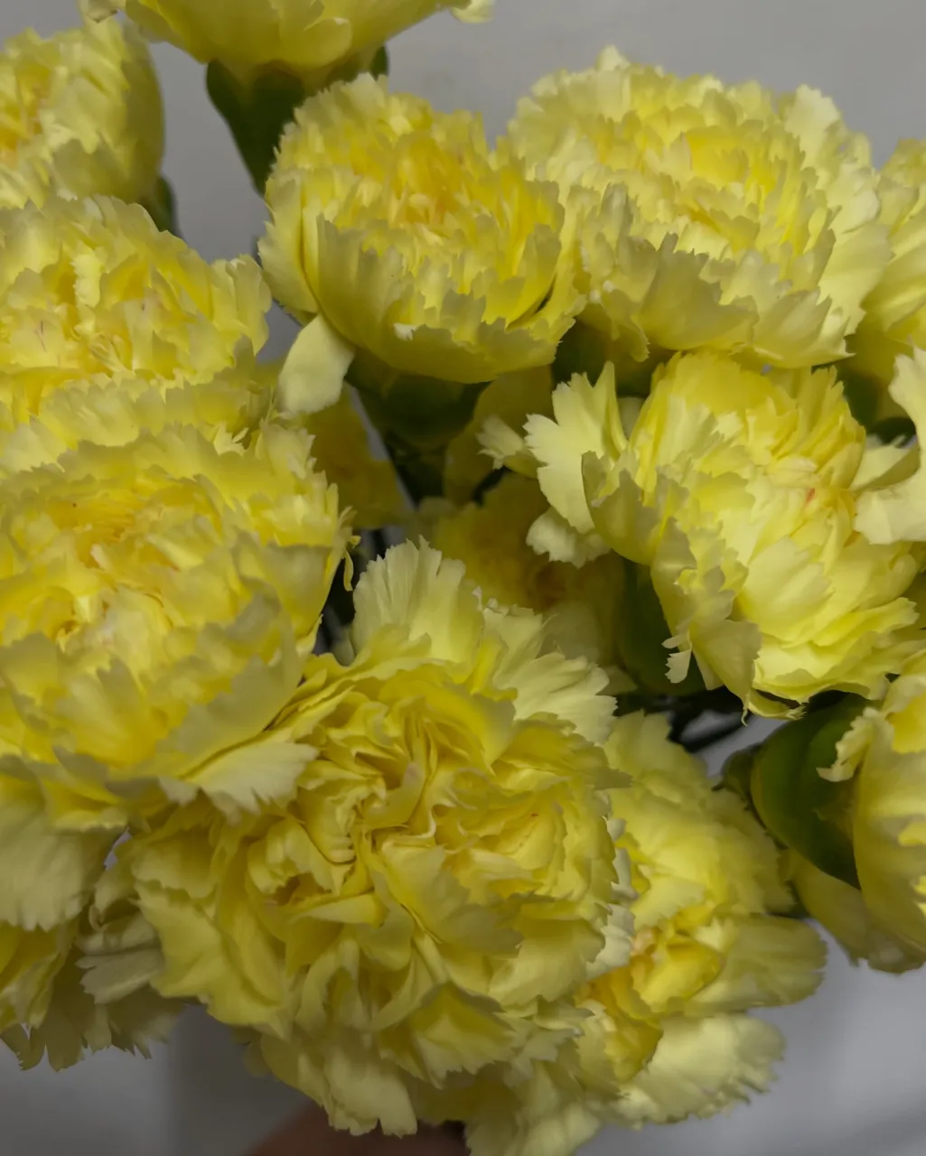 切り花の入荷｜藤井寺の花屋