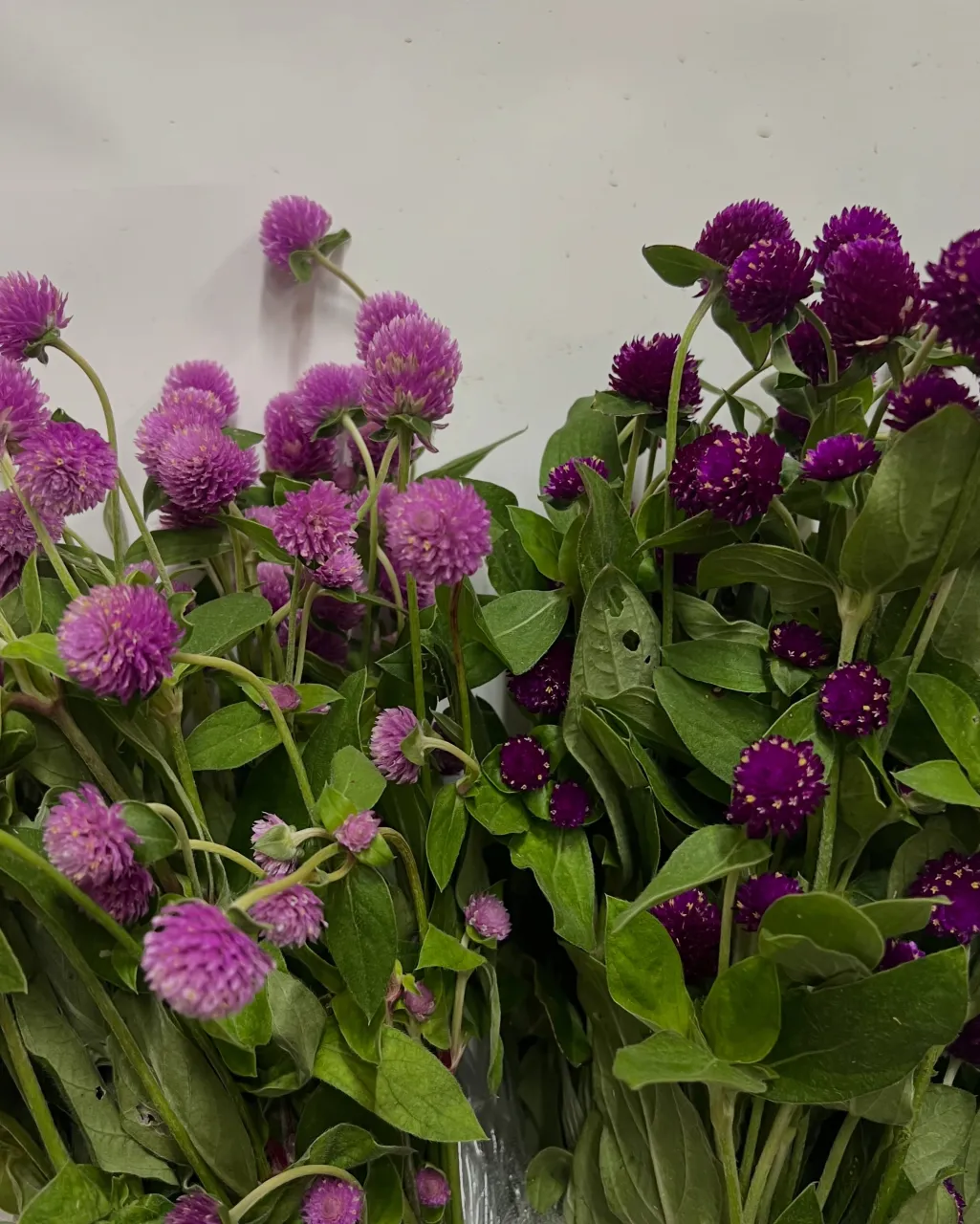 切り花の入荷｜藤井寺の花屋