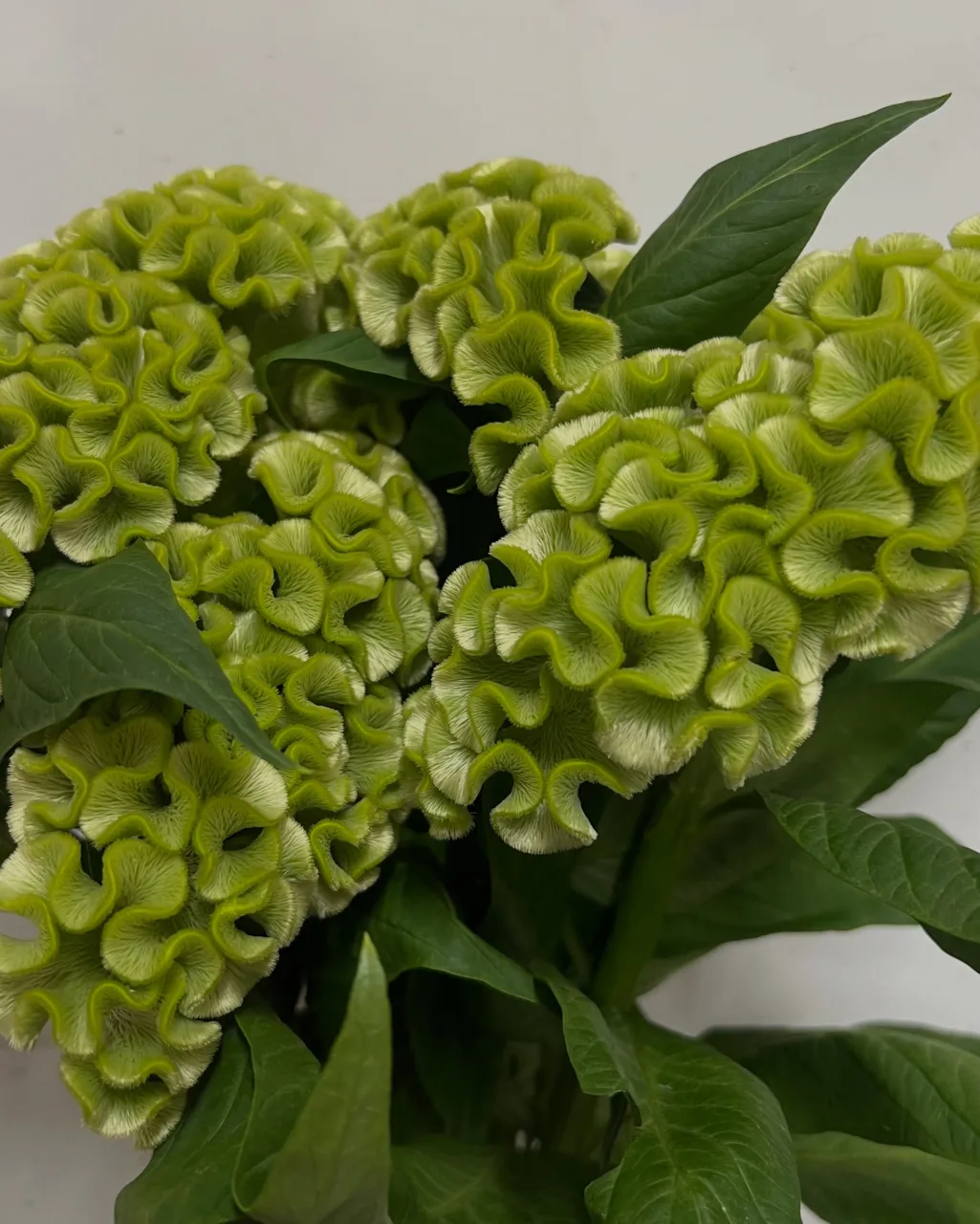 切り花の入荷｜藤井寺の花屋