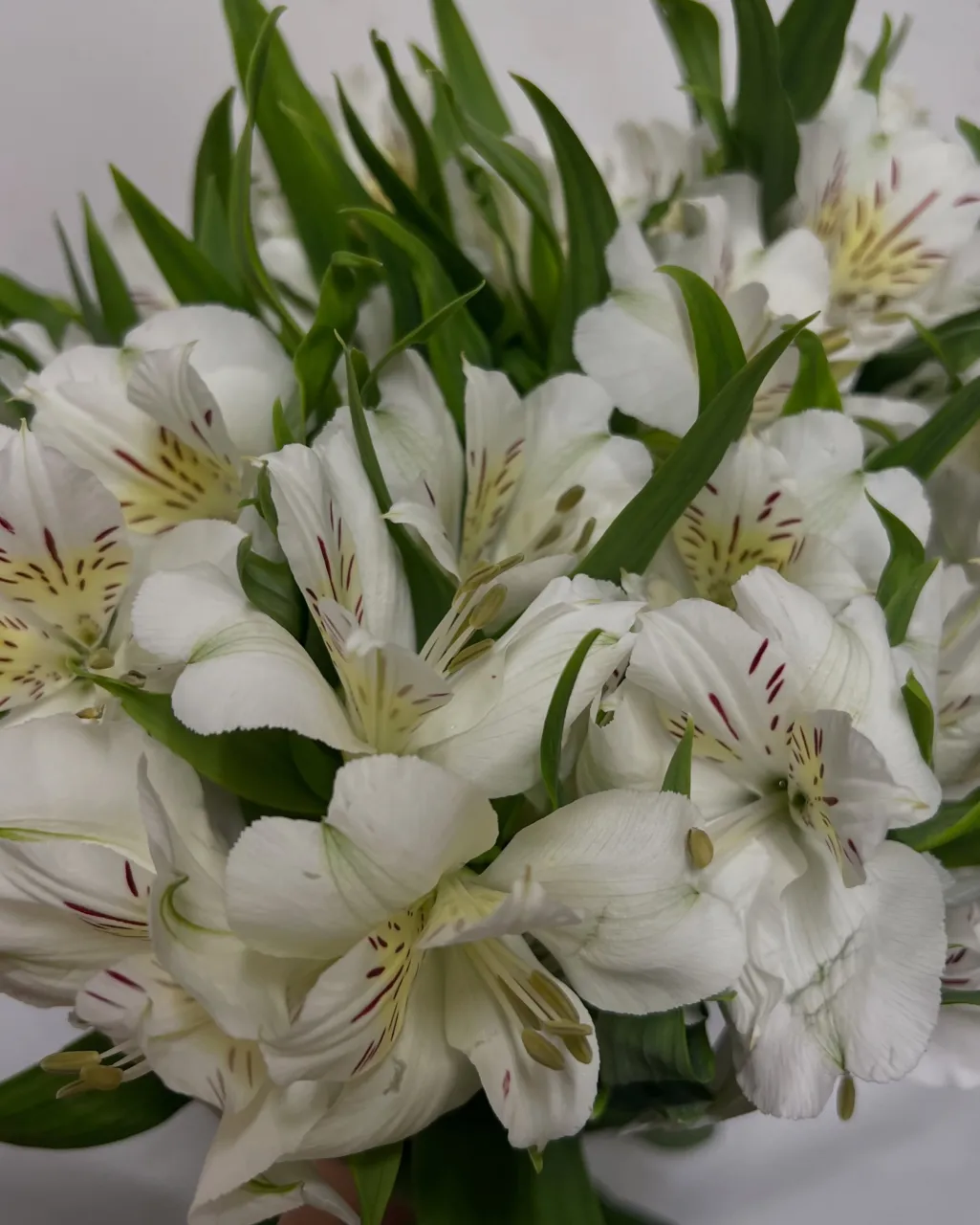 切り花の入荷｜藤井寺の花屋