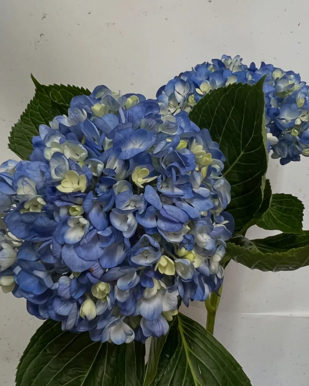切り花の入荷｜藤井寺の花屋