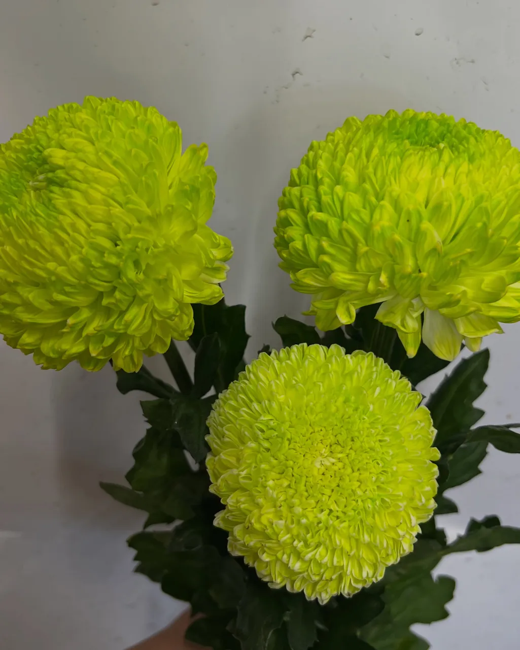 切り花の入荷｜藤井寺の花屋