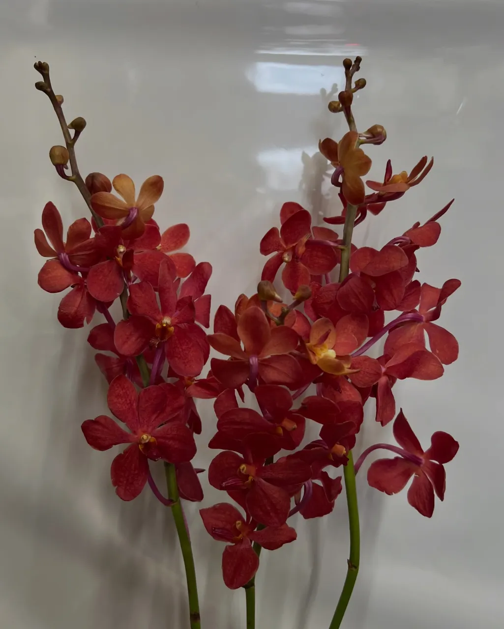 切り花の入荷｜藤井寺の花屋