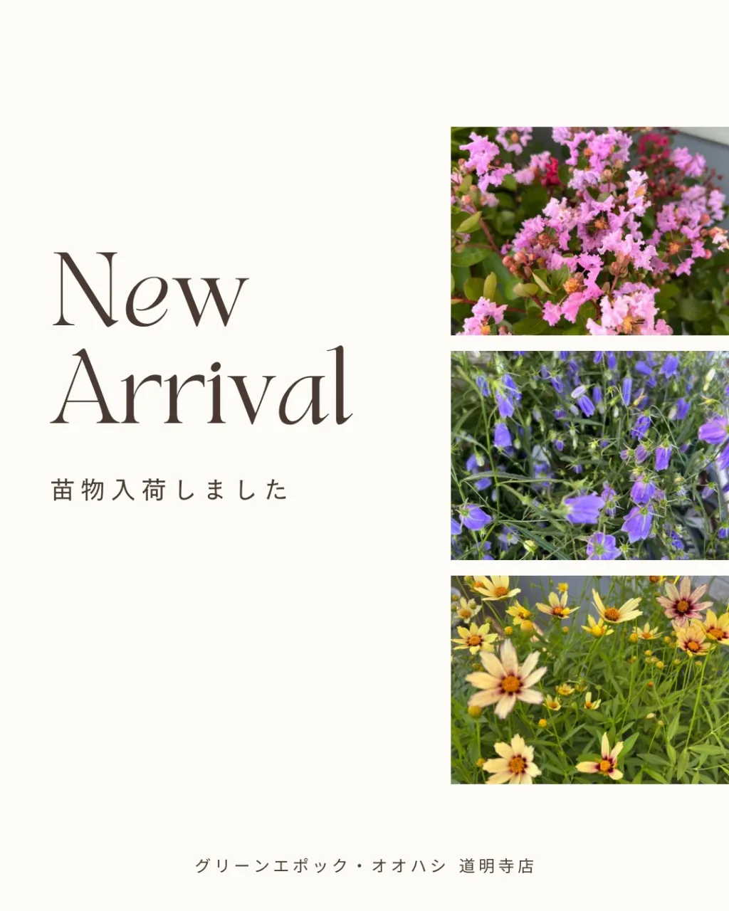 苗物の入荷｜藤井寺の花屋