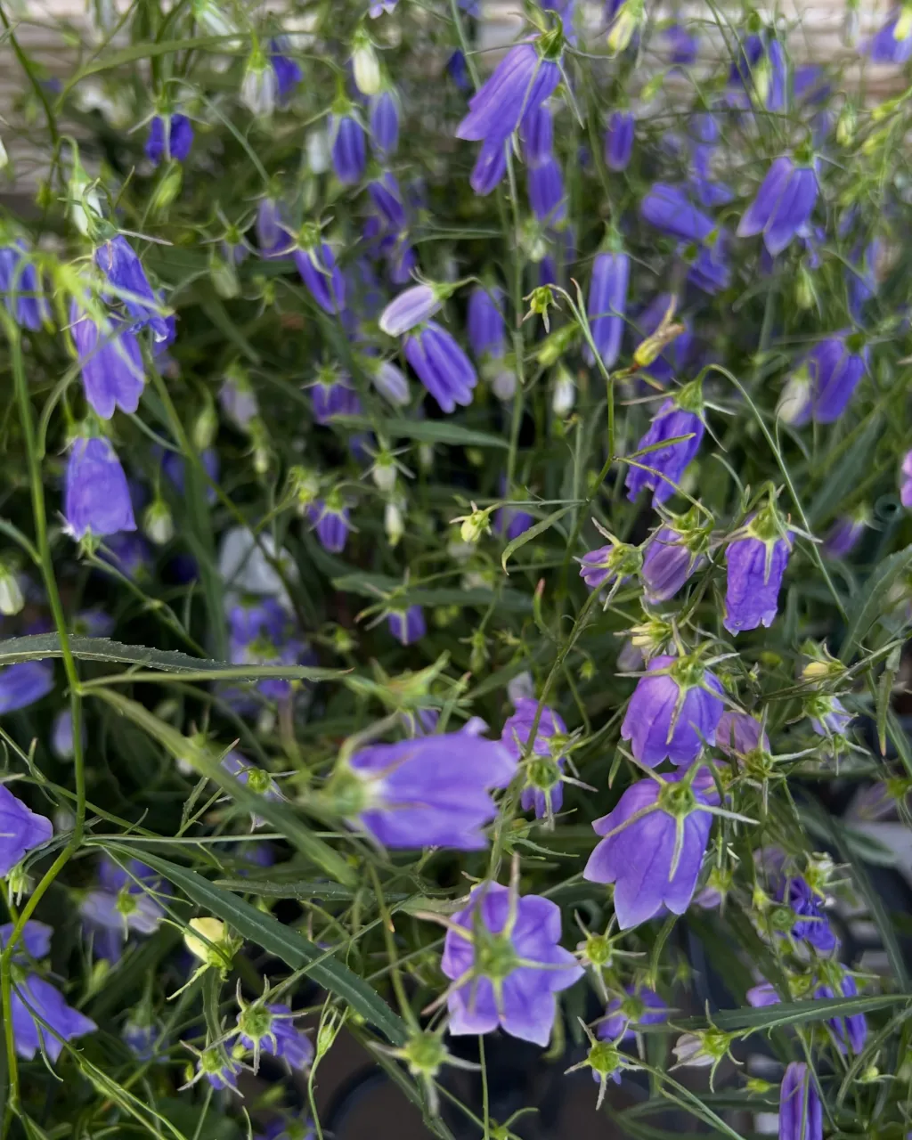 苗物の入荷｜藤井寺の花屋