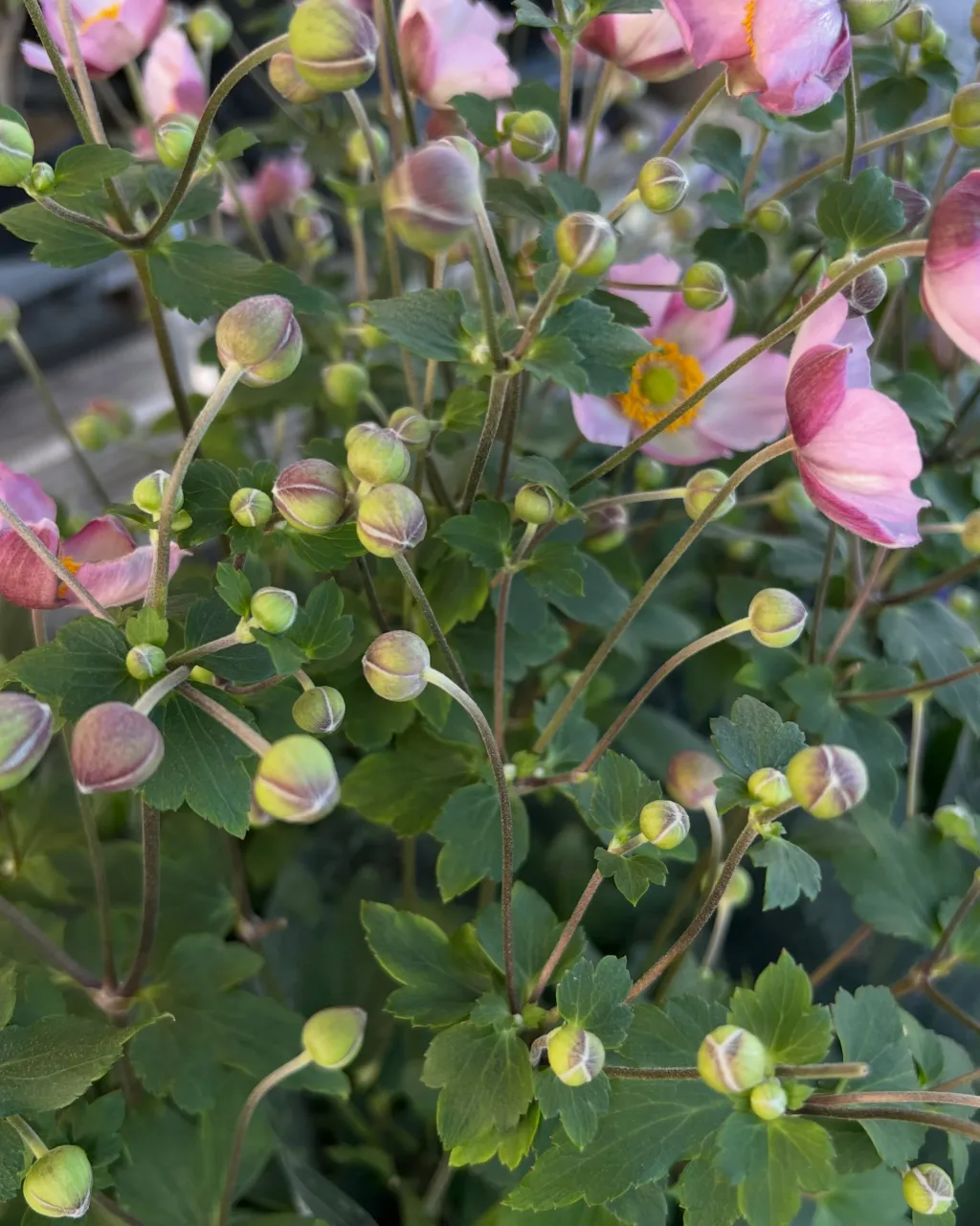 苗物の入荷｜藤井寺の花屋