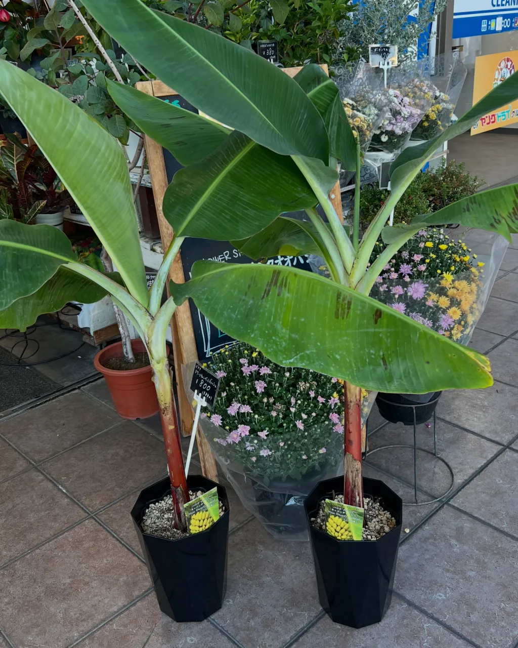苗物の入荷｜藤井寺の花屋