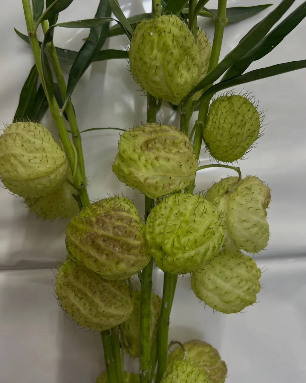 切り花の入荷｜藤井寺の花屋