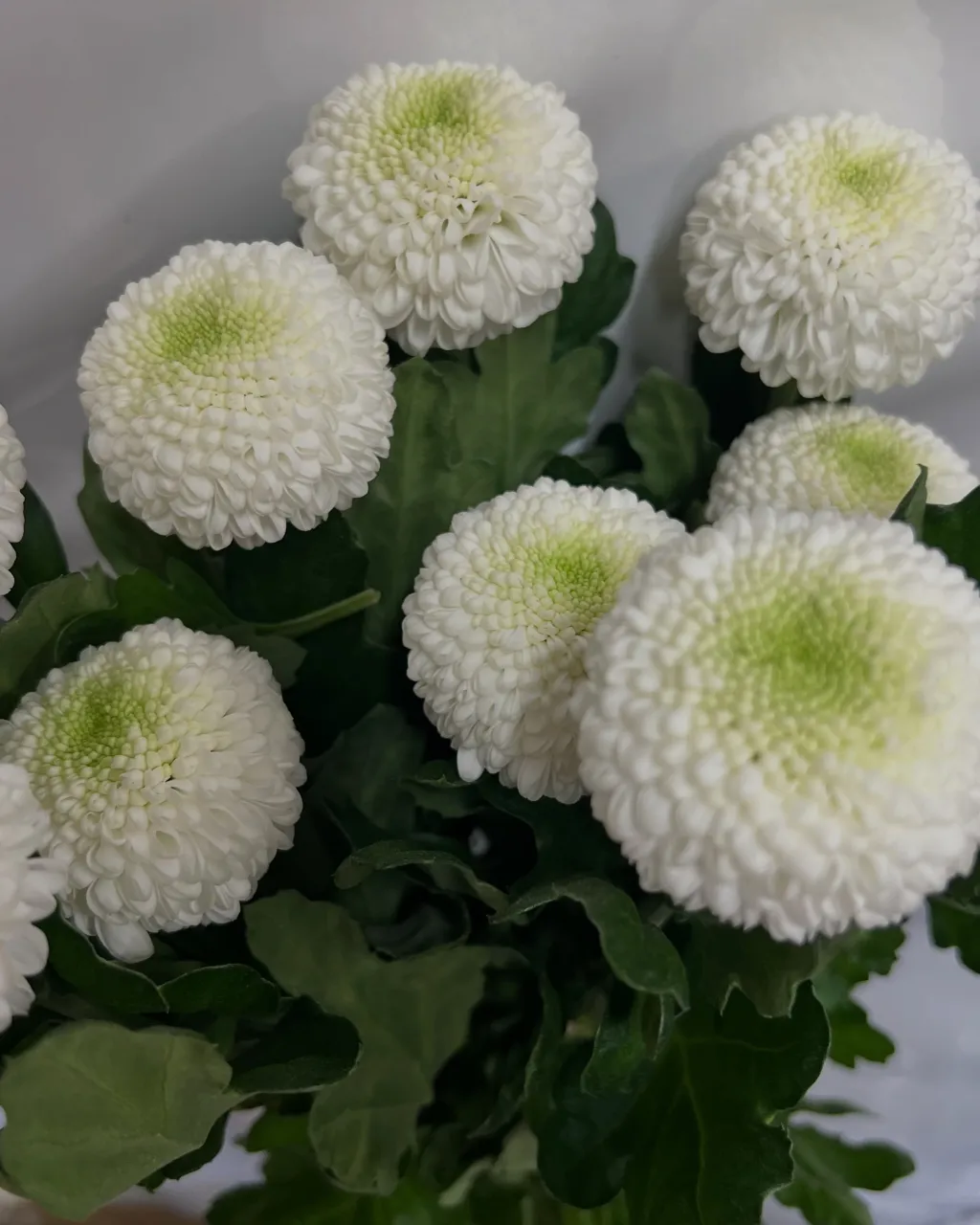 切り花の入荷｜藤井寺の花屋