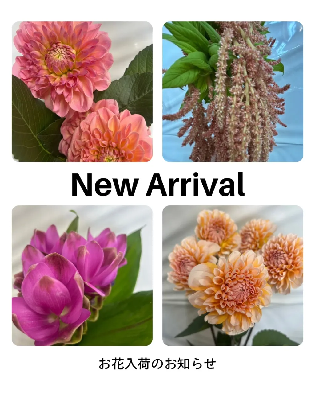 切り花の入荷｜藤井寺の花屋