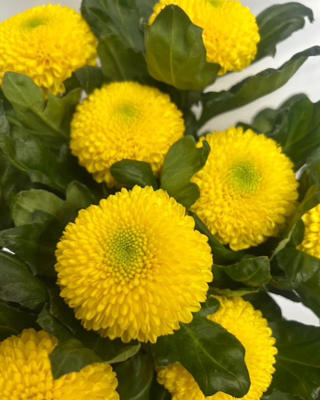 切り花の入荷｜藤井寺の花屋