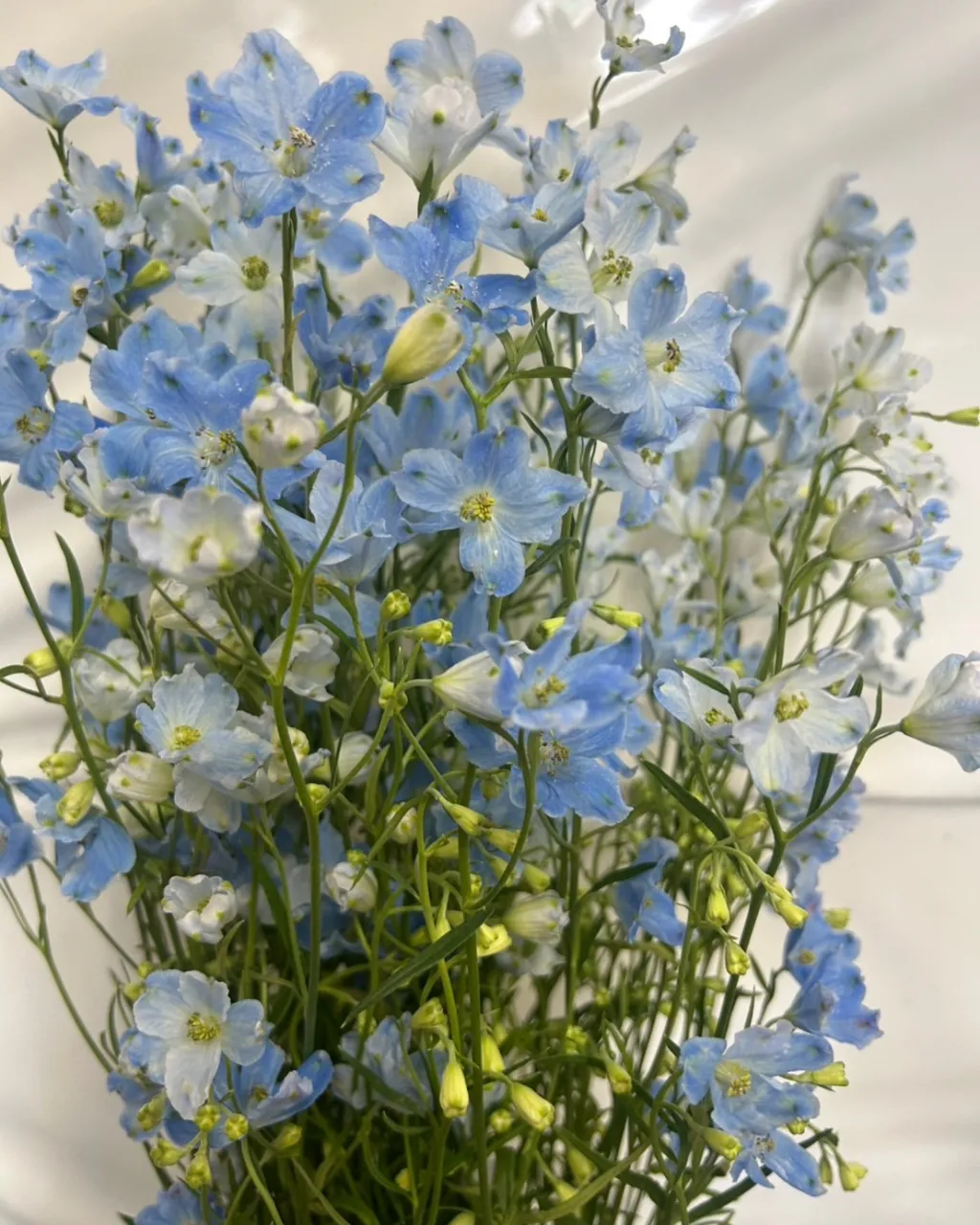 切り花の入荷｜藤井寺の花屋
