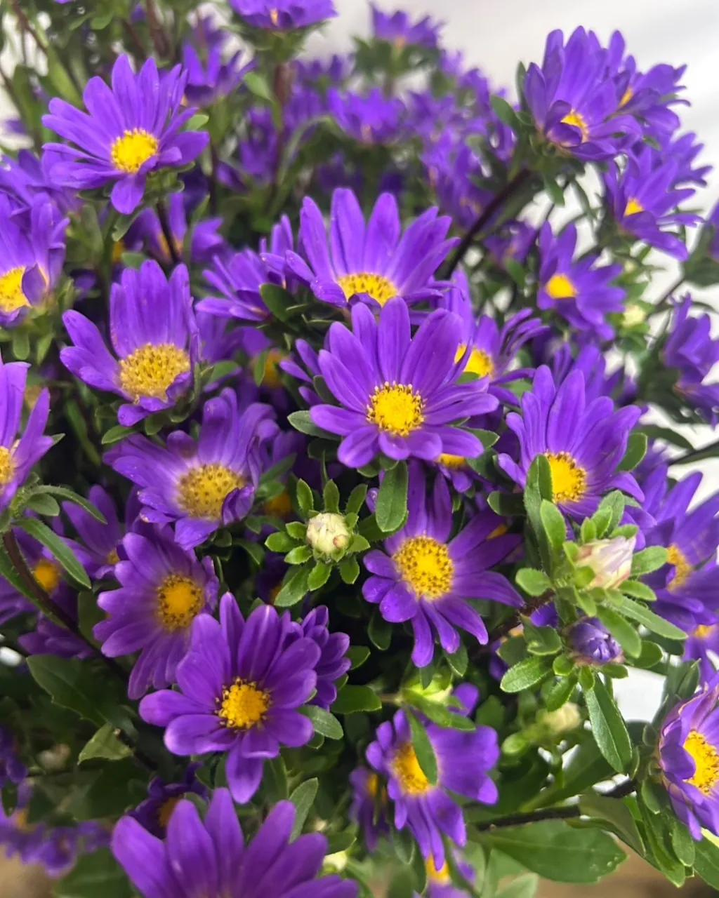 切り花の入荷｜藤井寺の花屋