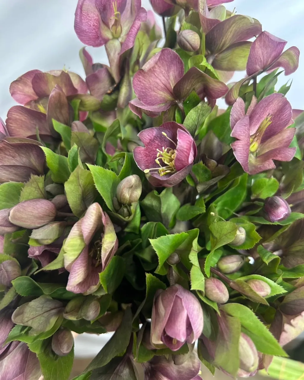 切り花の入荷｜藤井寺の花屋